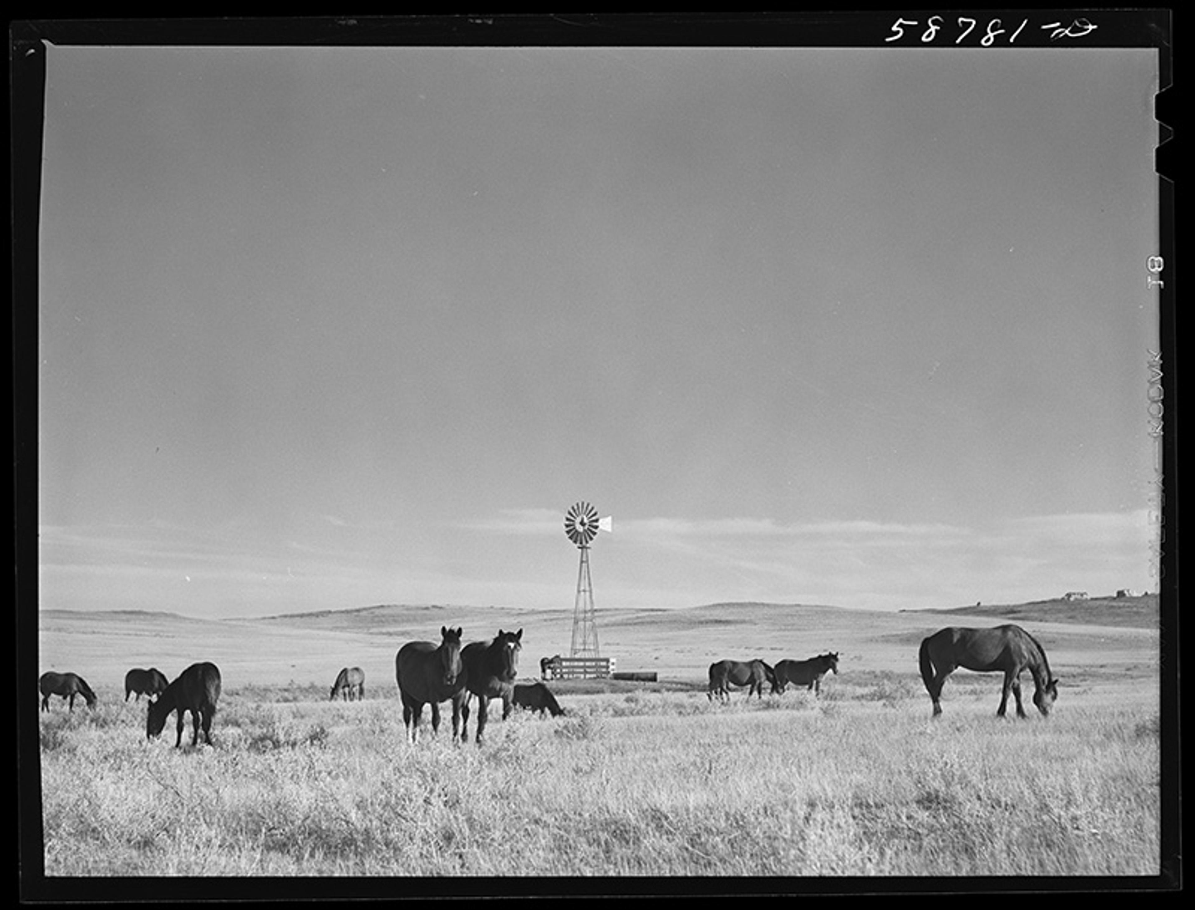 Black-and-white photograph of horses grazing in a grassy field with a windmill and vast sky in the background.