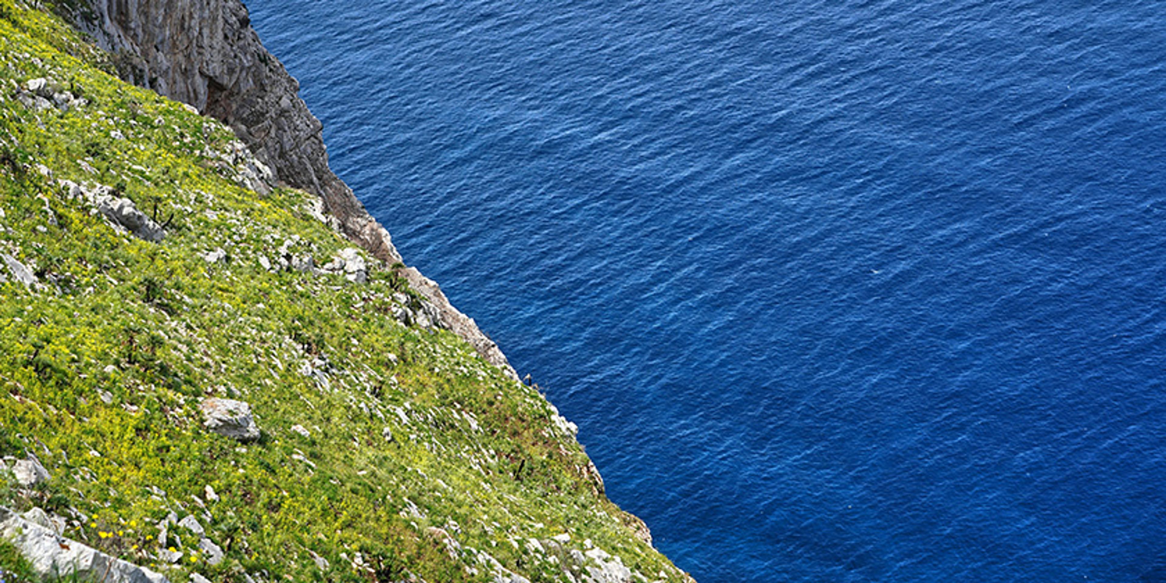 Photo of a coastal cliff covered with greenery and wildflowers on the left side, meeting the deep blue sea on the right.