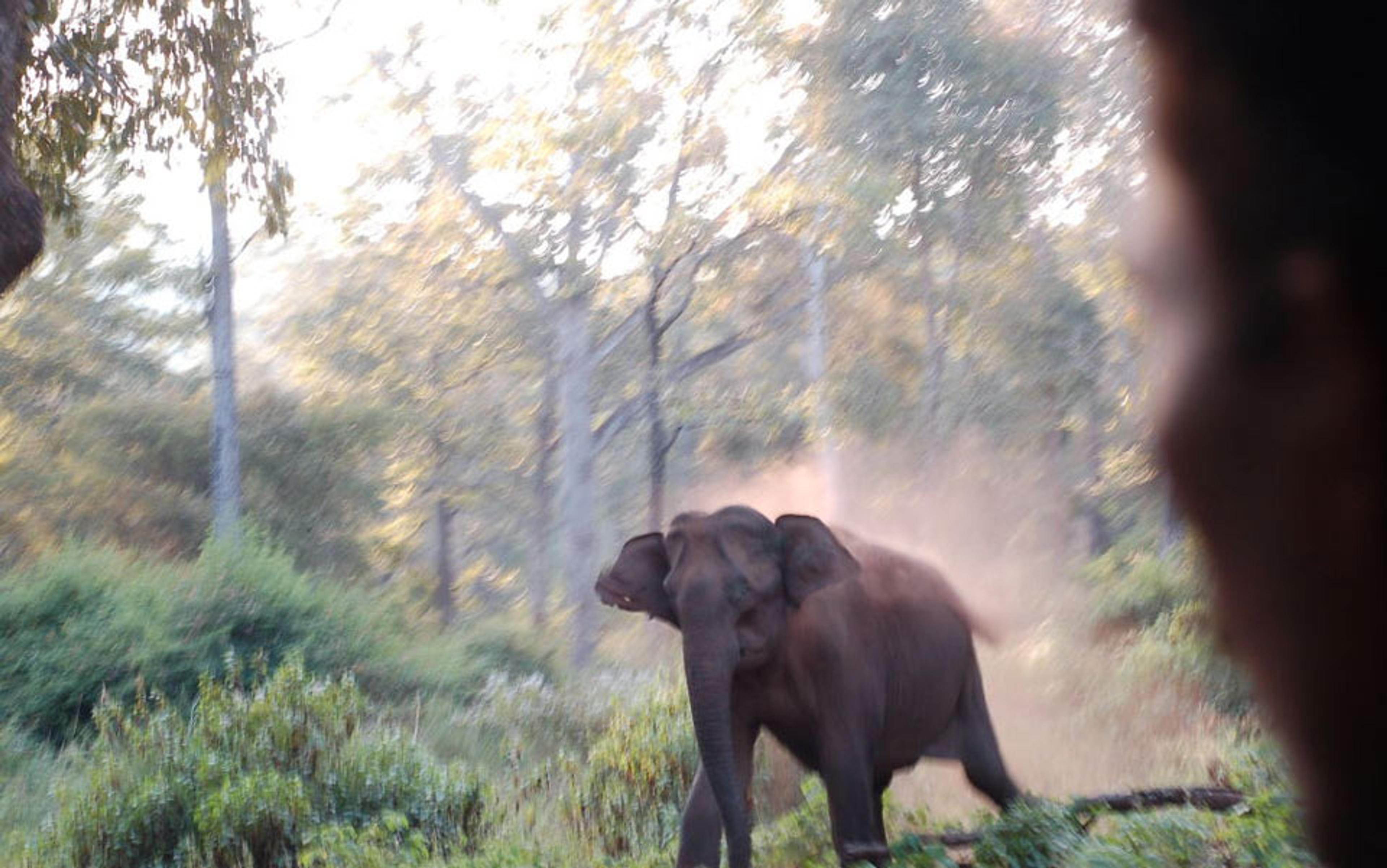 Photo of an elephant in a forest stirring up dust, with blurry greenery and trees in the background. Part of a person’s face on the right.