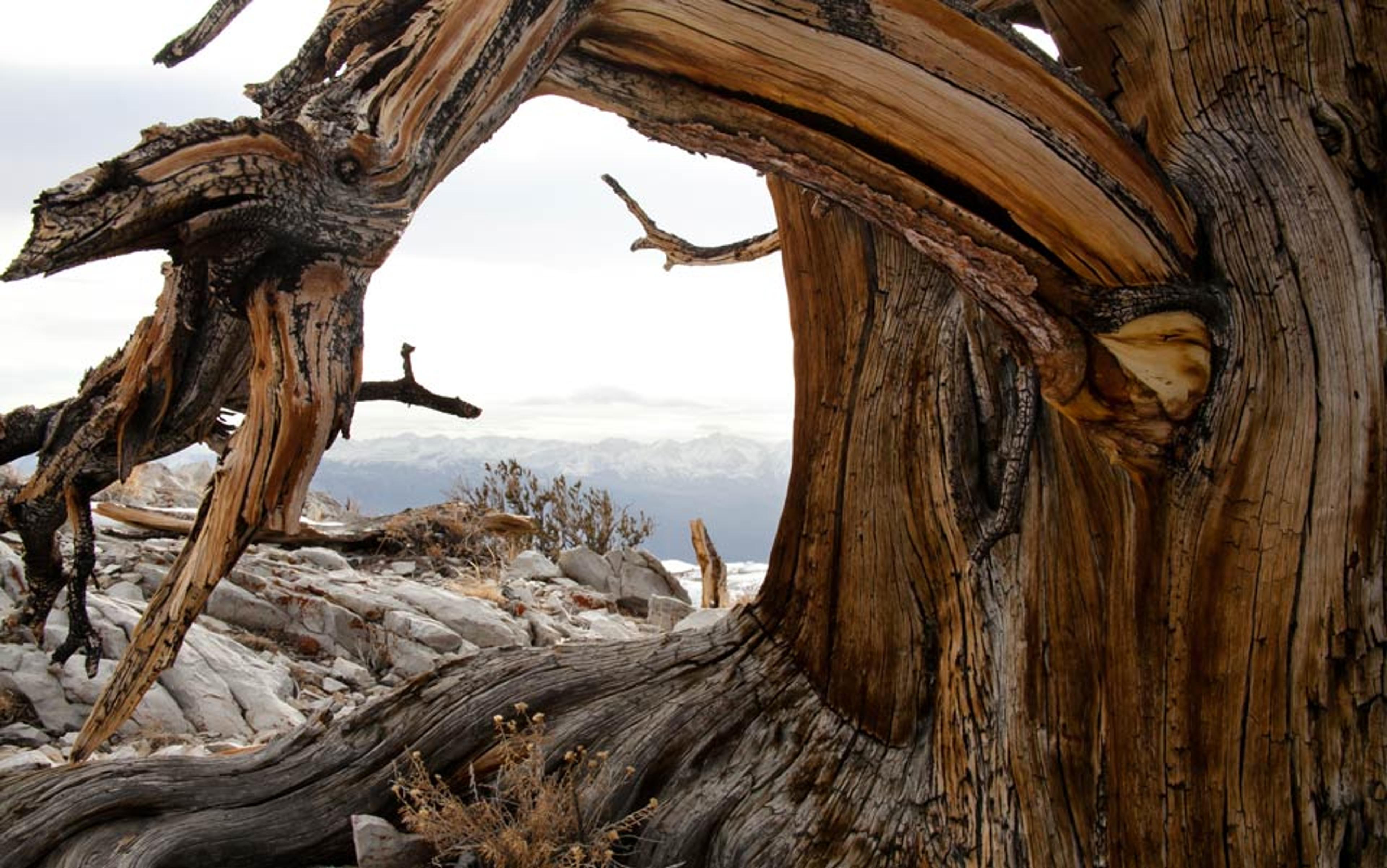 Photo of twisted ancient bristlecone pine tree with gnarled branches, rocky ground, sparse vegetation and distant snow-covered mountains.