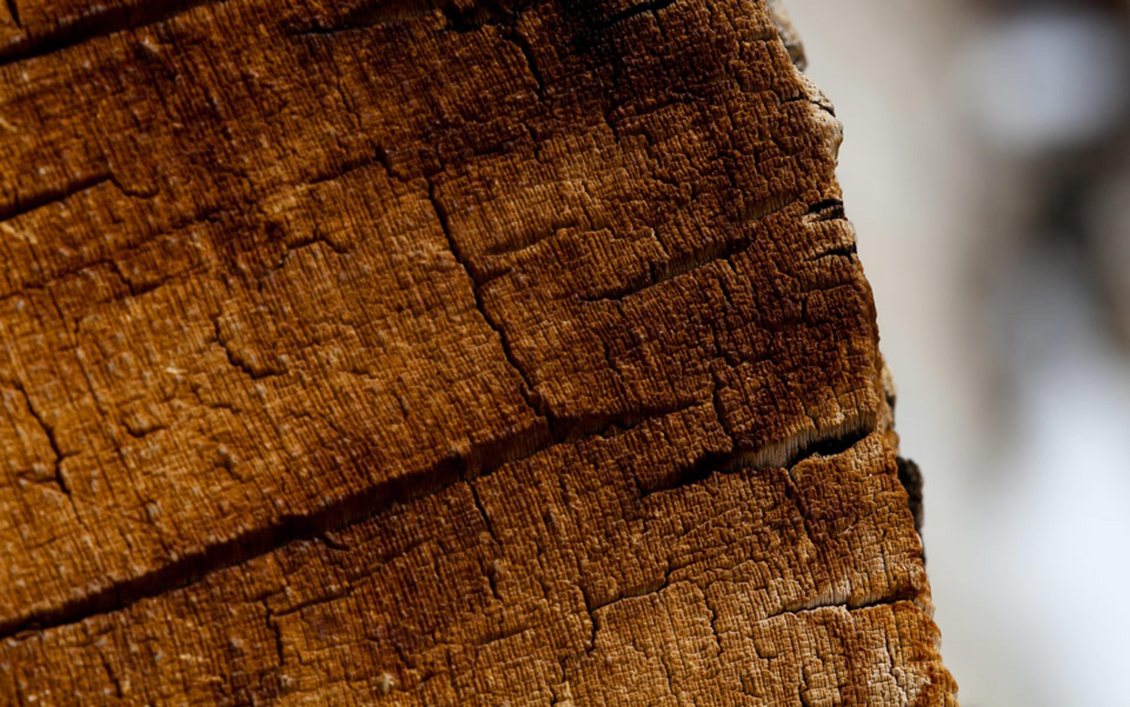 Close-up photo of a weathered tree trunk showing its detailed texture and cracks. The background is out of focus.