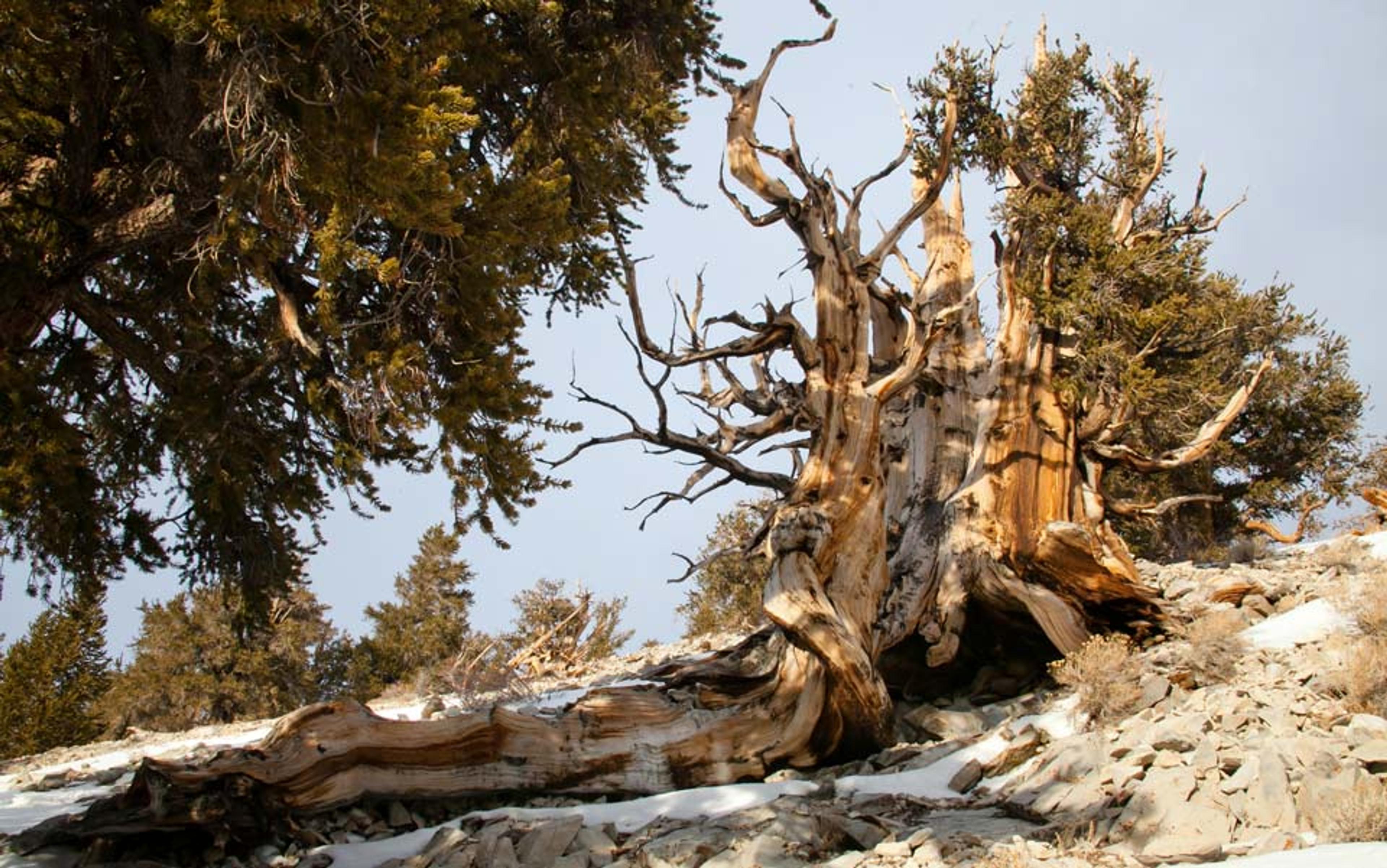 Photo of an ancient, gnarled tree with bare branches and patches of snow on rocky ground, surrounded by other trees in the background.