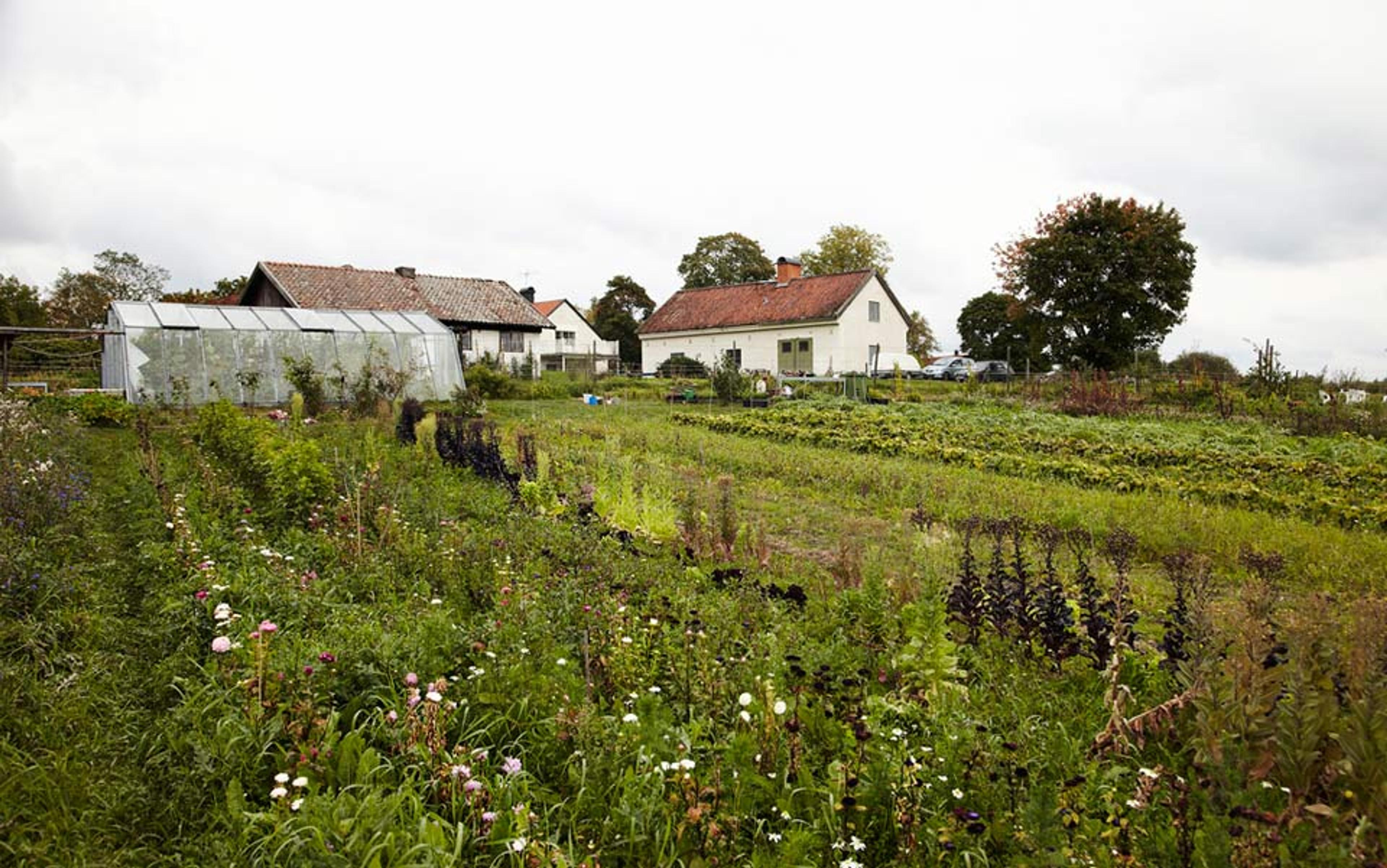 A rural garden with rows of plants, a greenhouse and two houses in the background on a cloudy day.