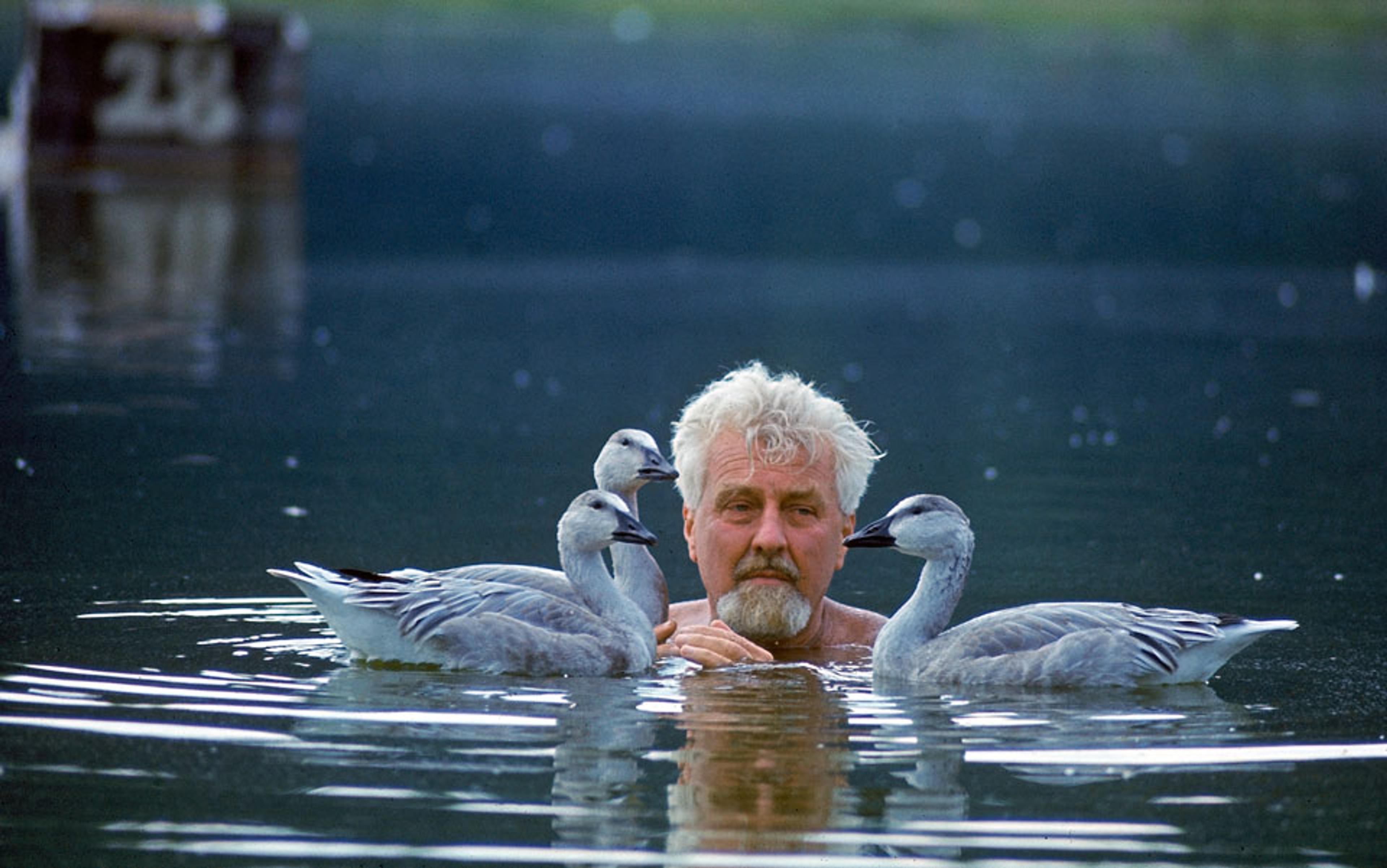 An elderly bearded white man with white hair swimming in a lake surrounded by three geese with blue-grey feathers.