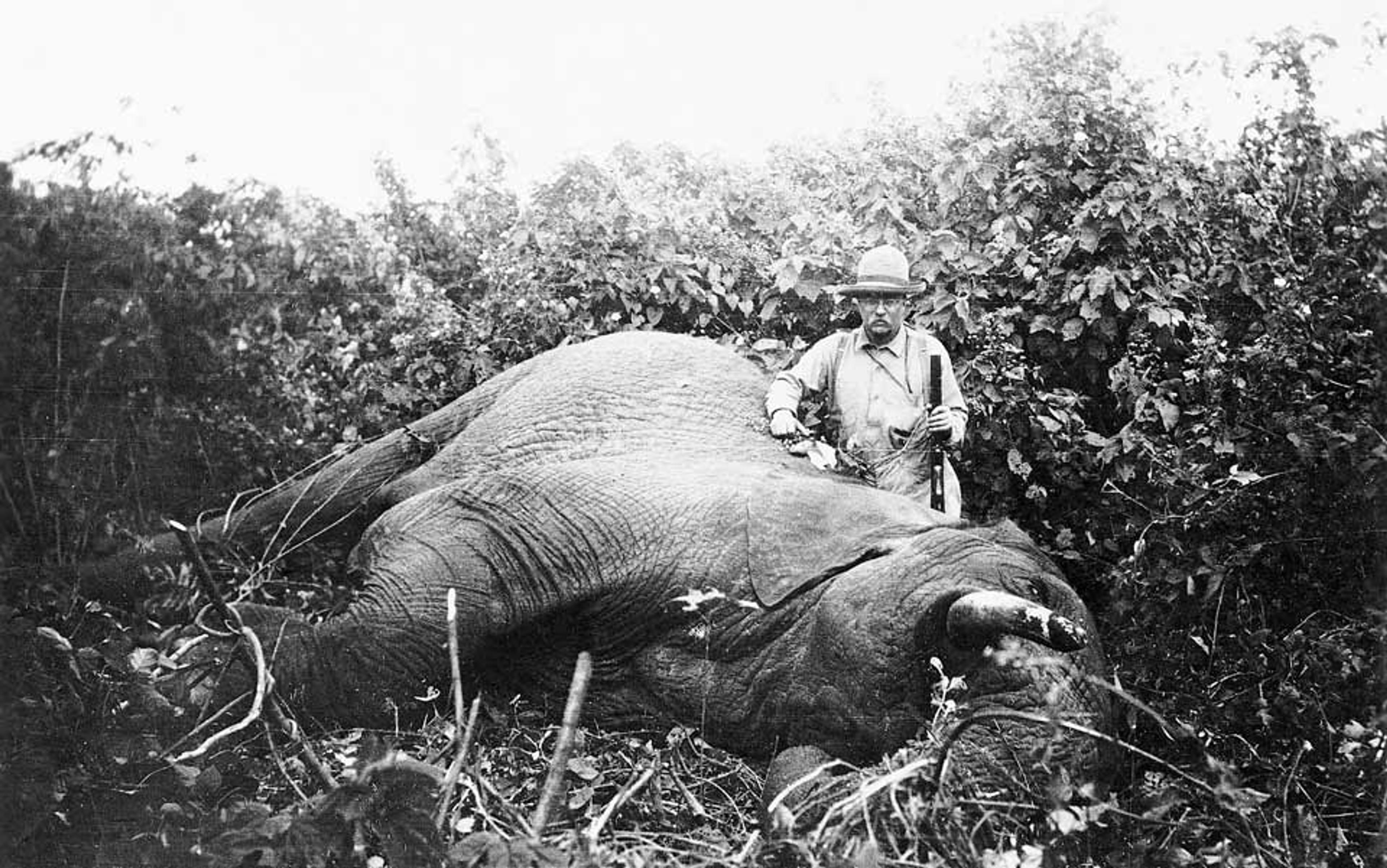 Black and white photo of a man with a rifle standing behind a dead elephant in dense foliage. The man is wearing a hat and glasses.