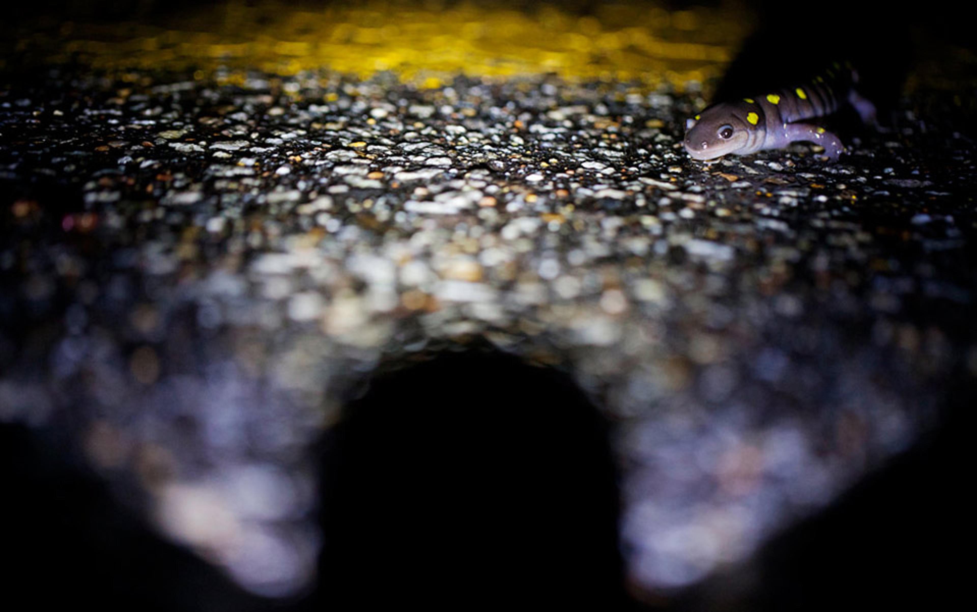 A small salamander with yellow spots on a wet, dark road at night, illuminated by a light source.