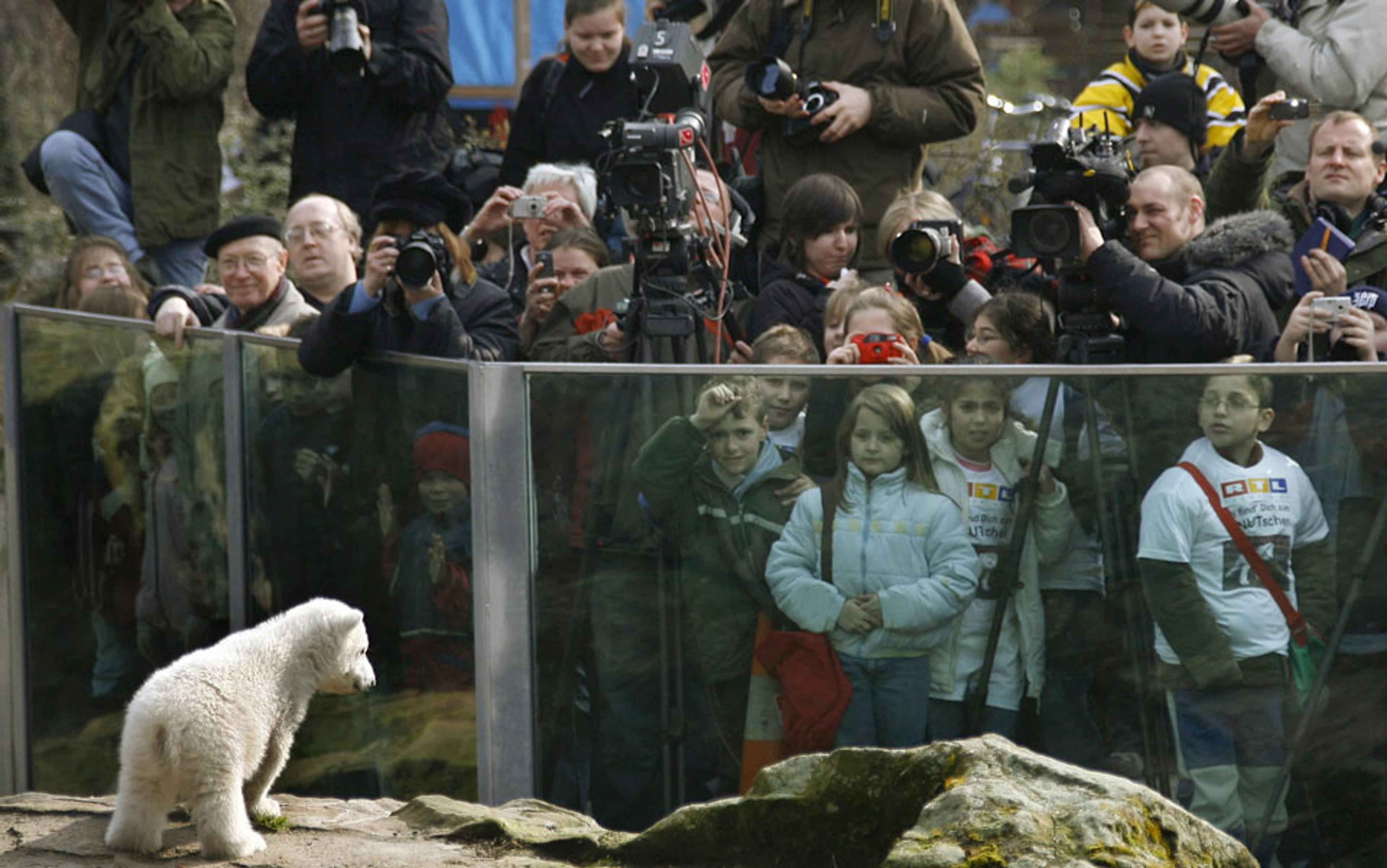 Photo of a polar bear cub in a zoo enclosure being observed by a large crowd of children and adults with cameras and media equipment.