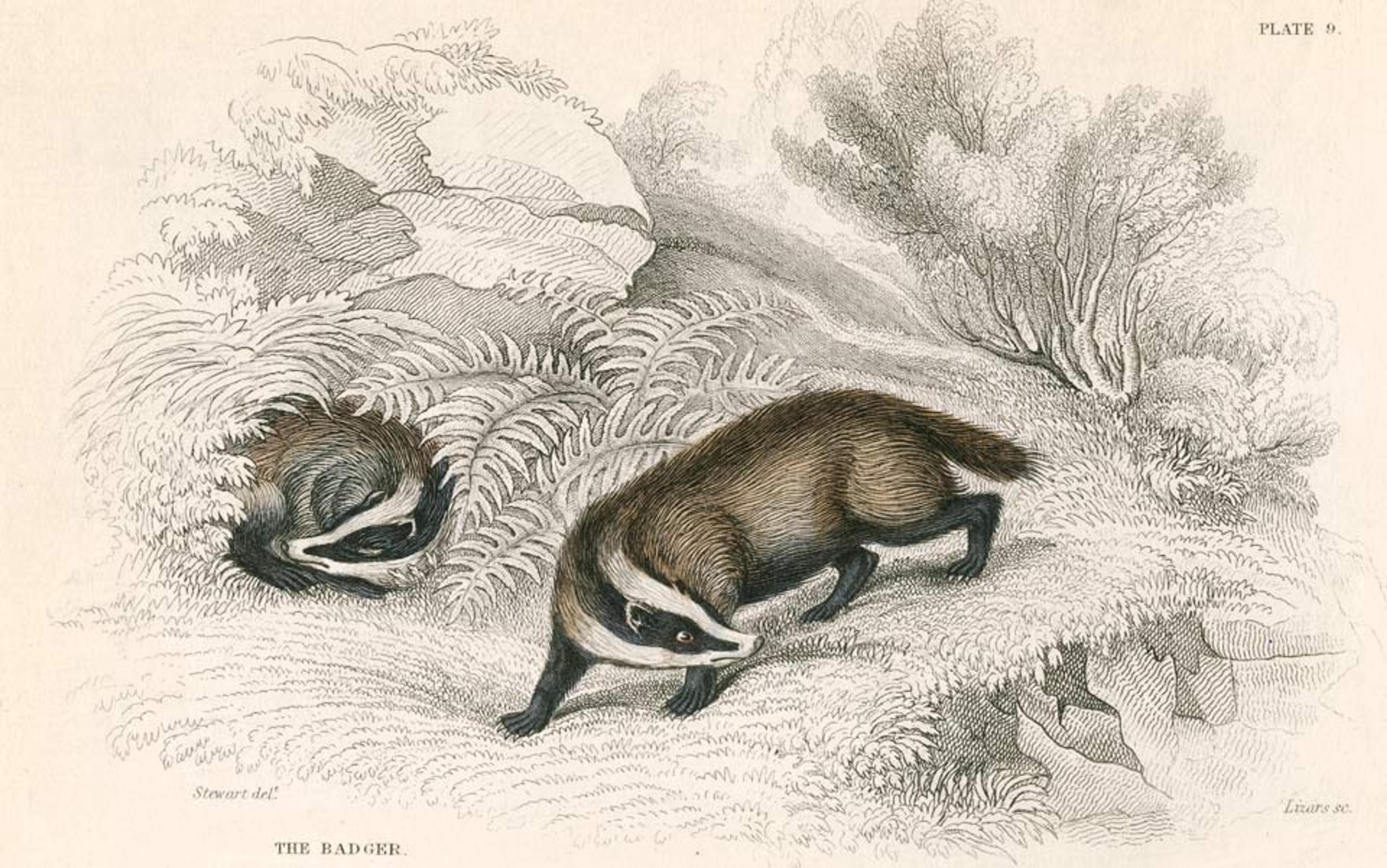 Illustration of two badgers in a detailed natural landscape with ferns, rocks and trees, one walking and one curled up resting.