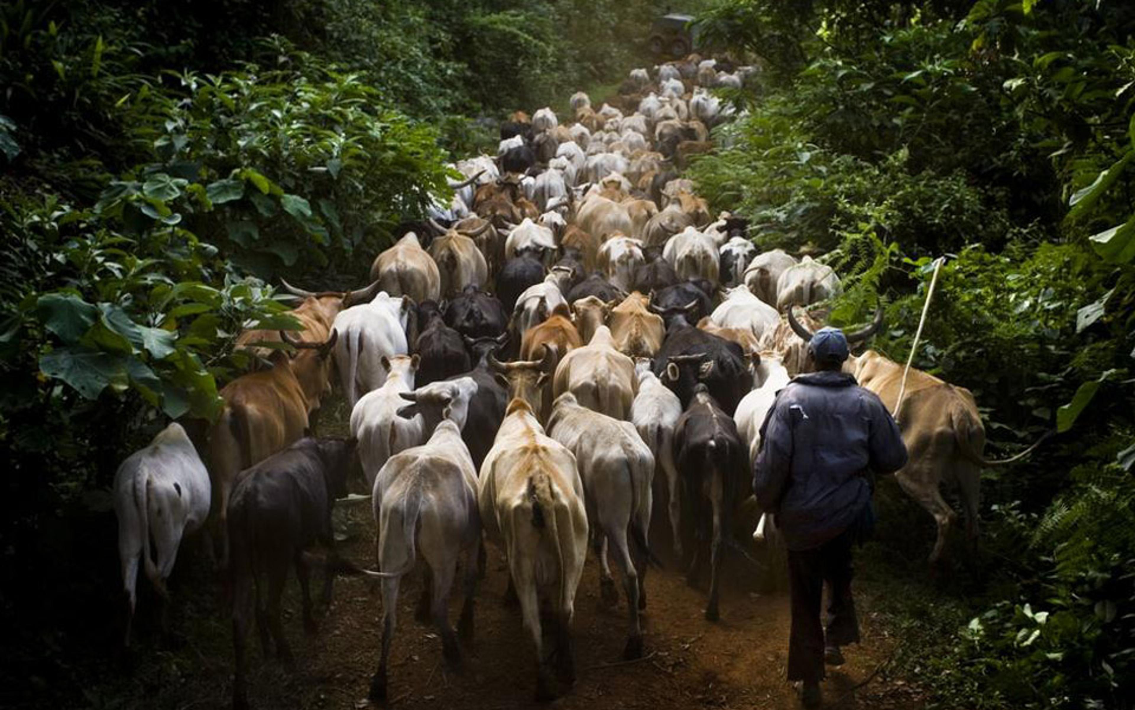 A person herding a large group of cattle along a tree-lined dirt path in a lush forest.