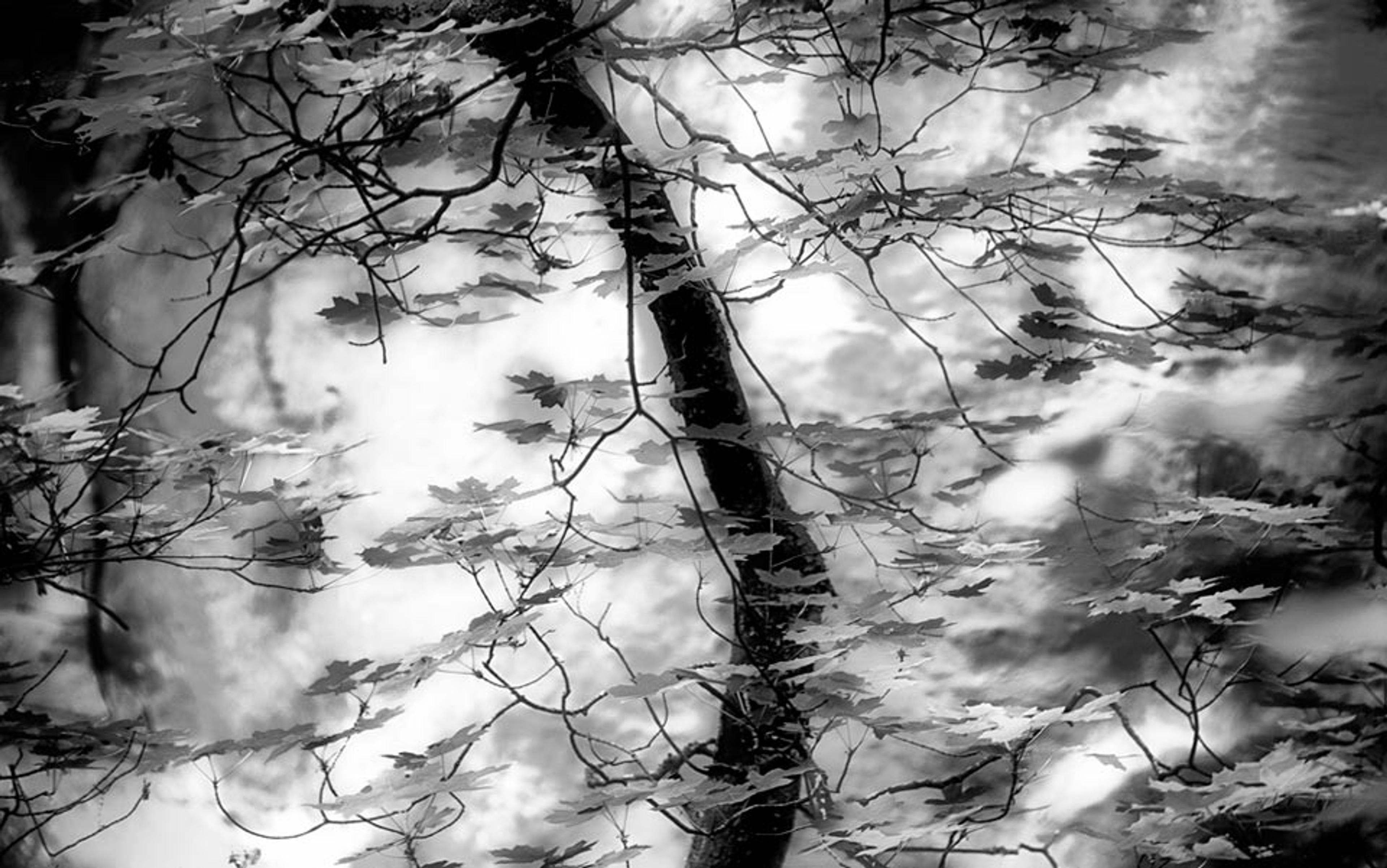 Black and white photo of tree branches with scattered leaves, set against a blurred background of nature.