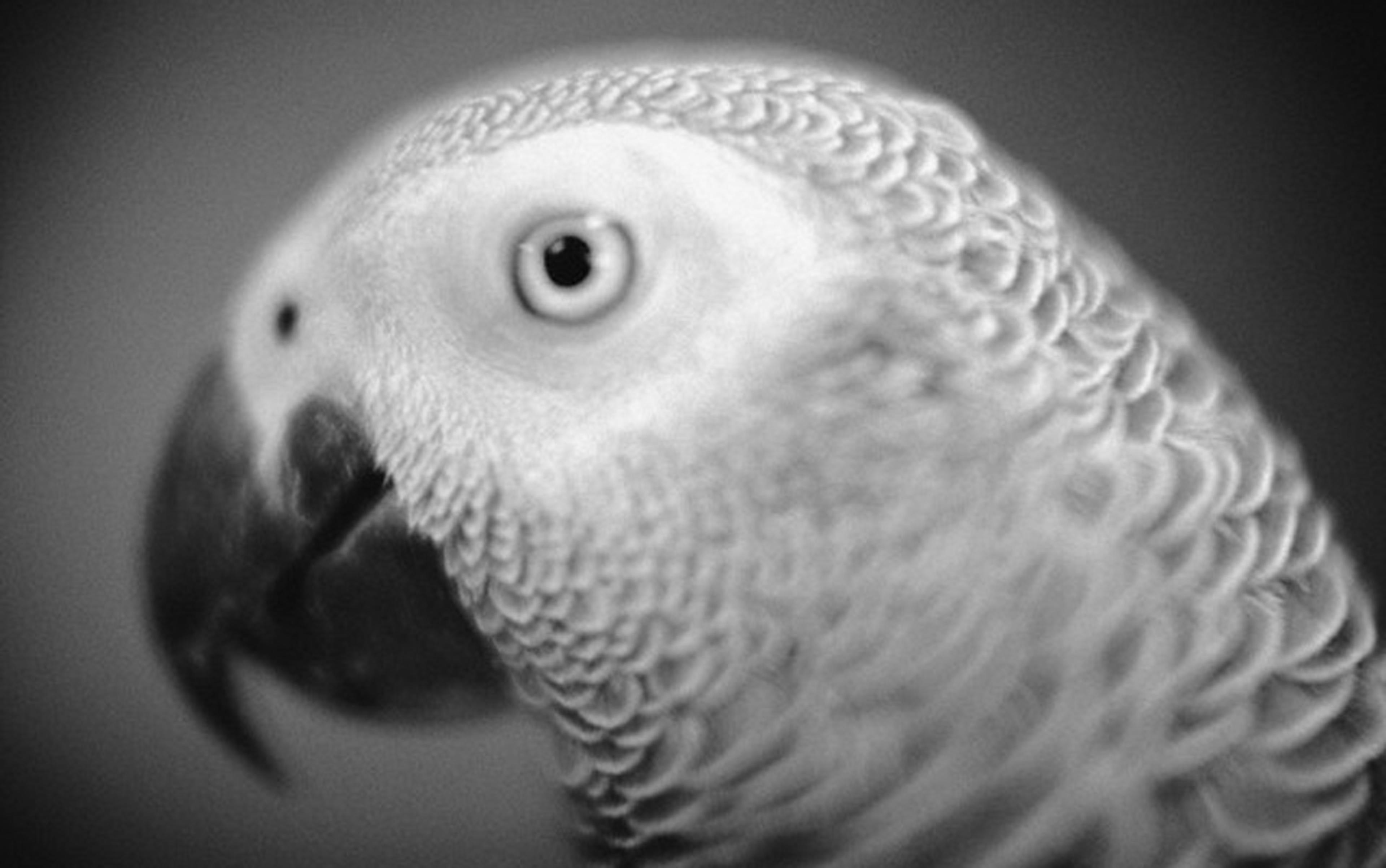 Close-up parrot’s head, focusing on its eye and beak, with detailed feathers in the background.