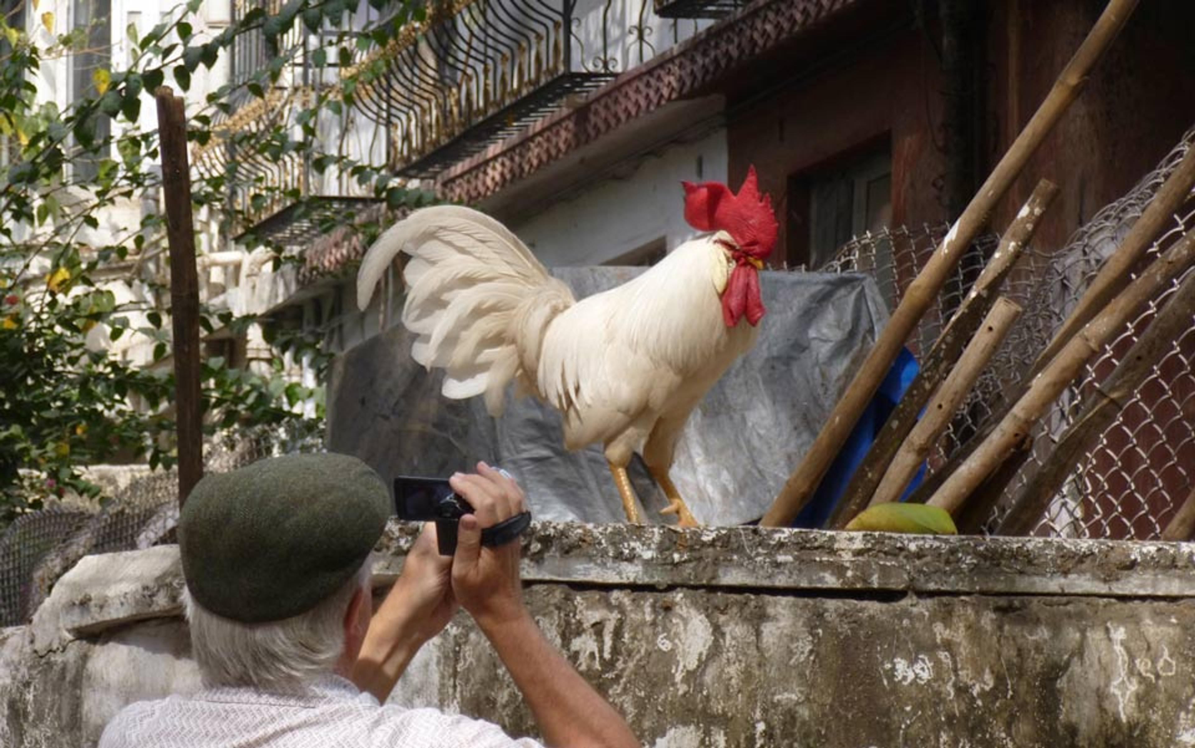 Photo of a man in a green cap taking a picture of a white rooster with a red comb perched on a stone fence in an urban setting.