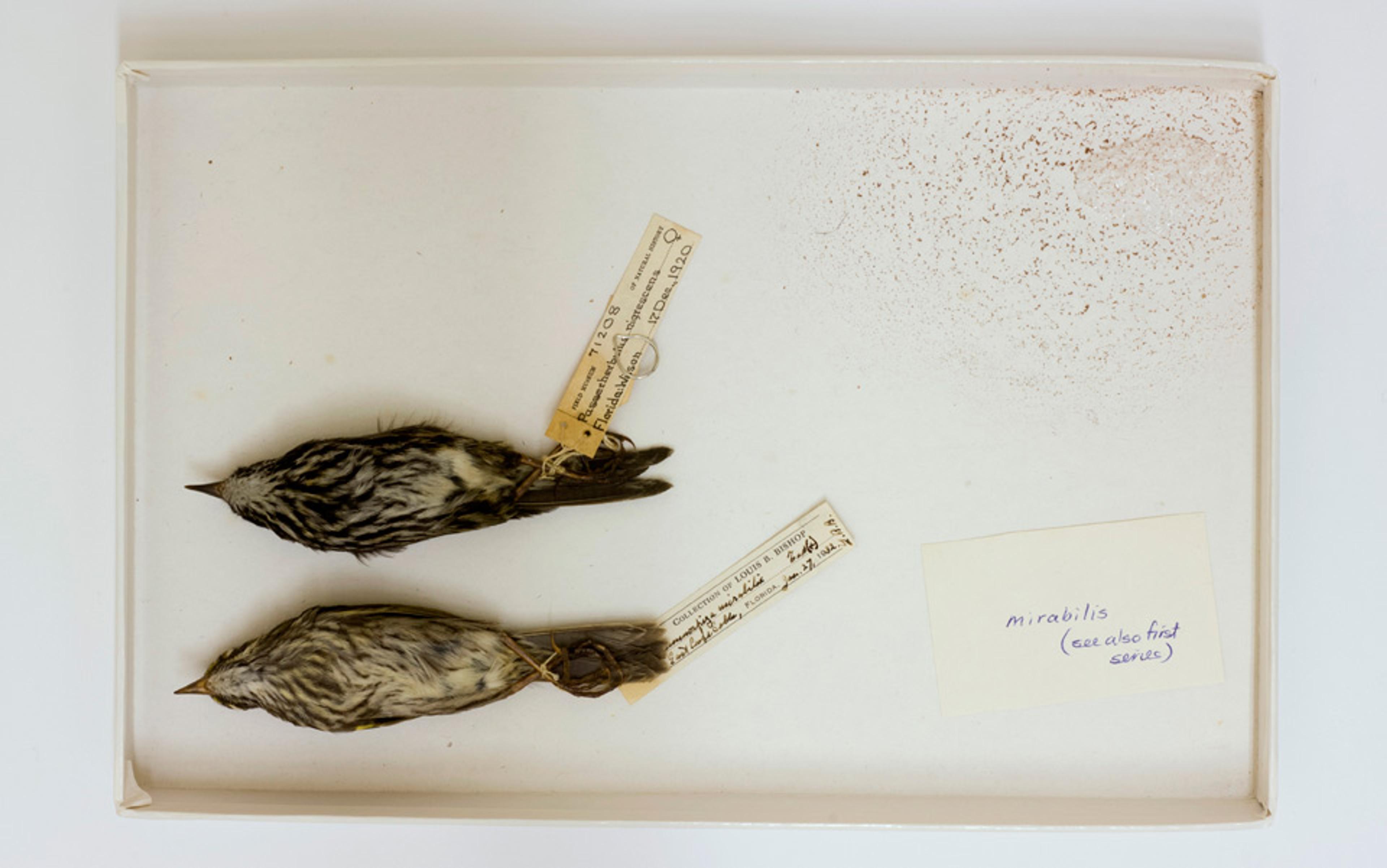 Two taxidermied birds on their sides with labels in a white box and a note reading “mirabilis (see also first series)” next to them.