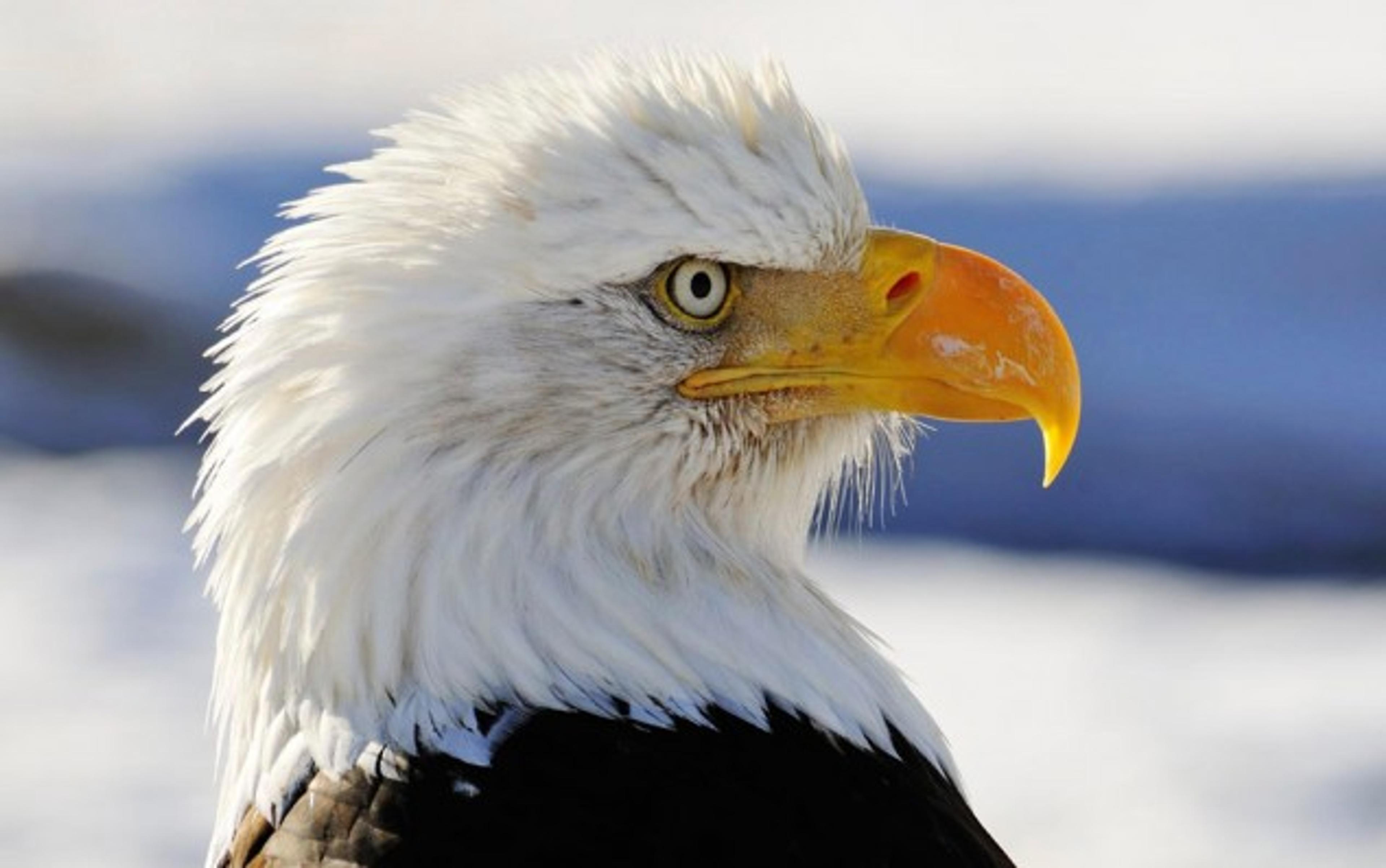 A bald eagle with a white head and yellow beak, set against a soft-focus snowy background.