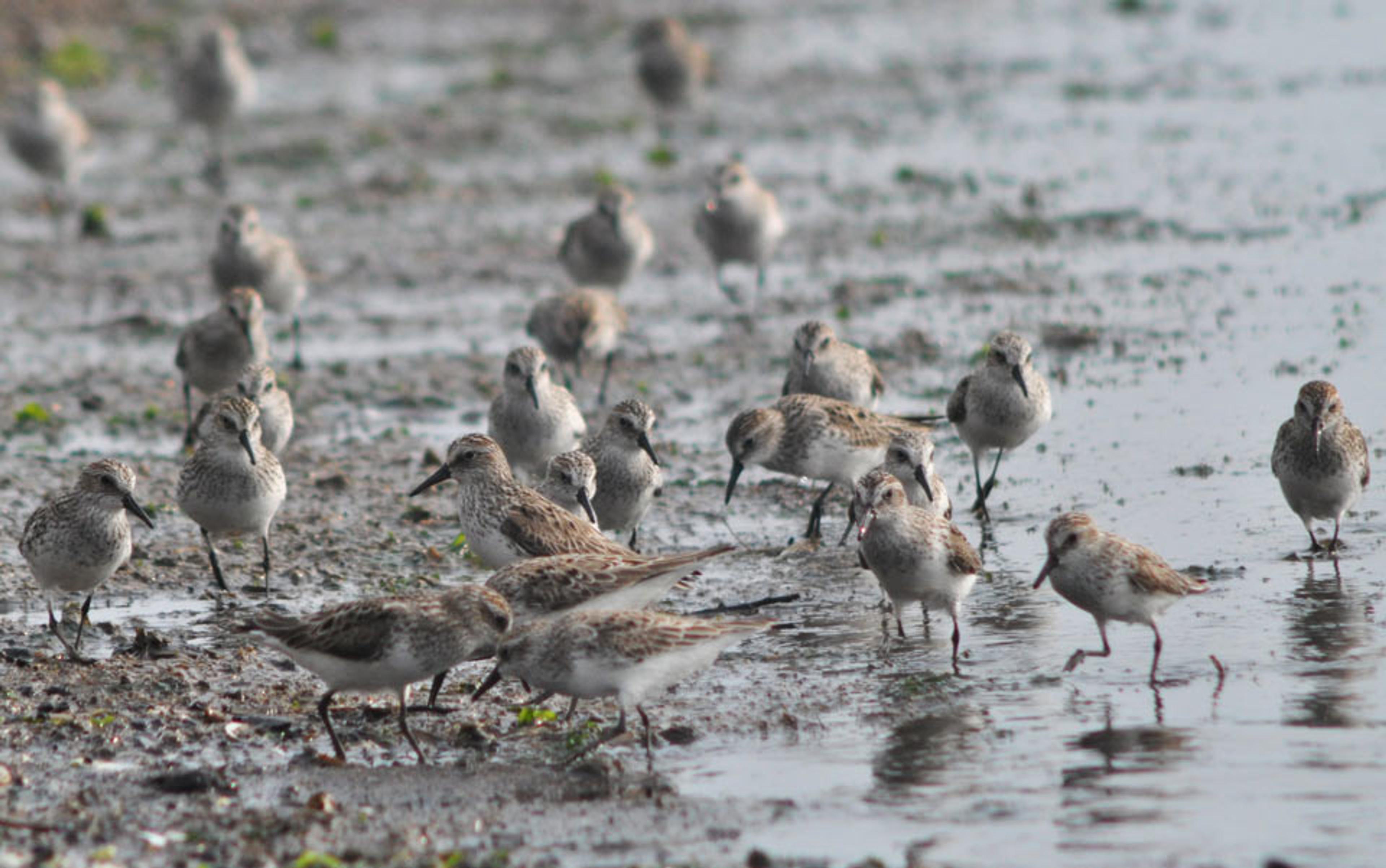 A flock of shorebirds foraging in shallow water, with muddy ground and scattered vegetation, some birds in the background.