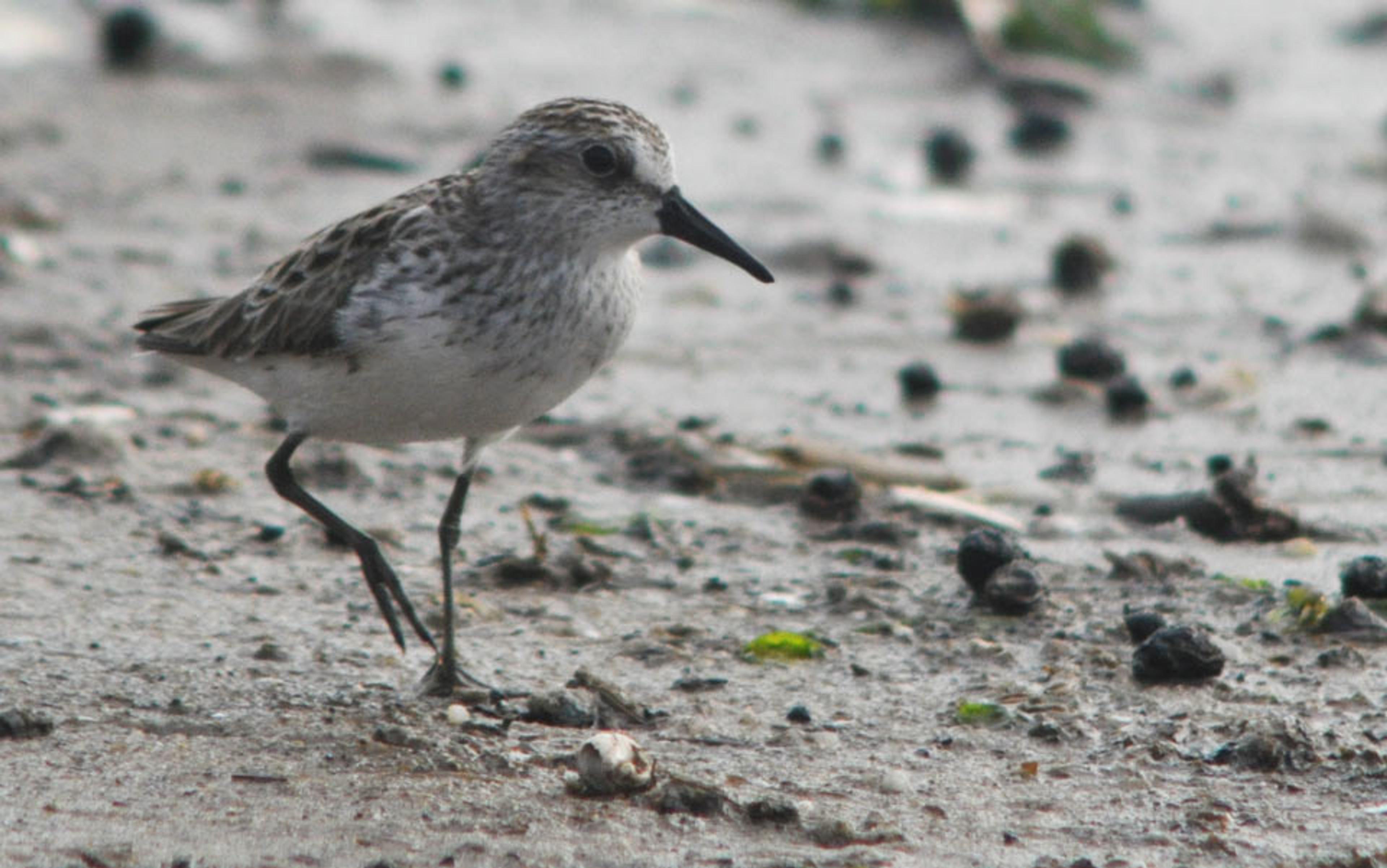 A small bird walking on wet ground with scattered pebbles and vegetation. The bird has brown and white feathers.