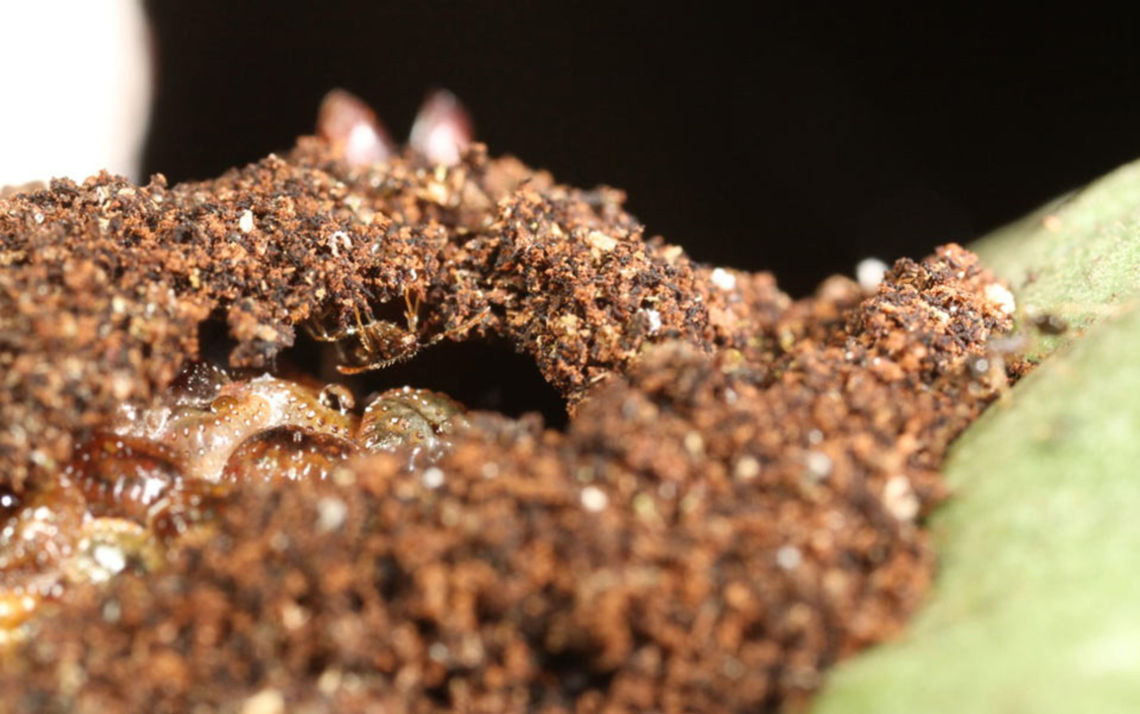 Close-up photo of soil on plants revealing a small insect hole; bright light and soft-focus give a detailed view of the soil’s texture.