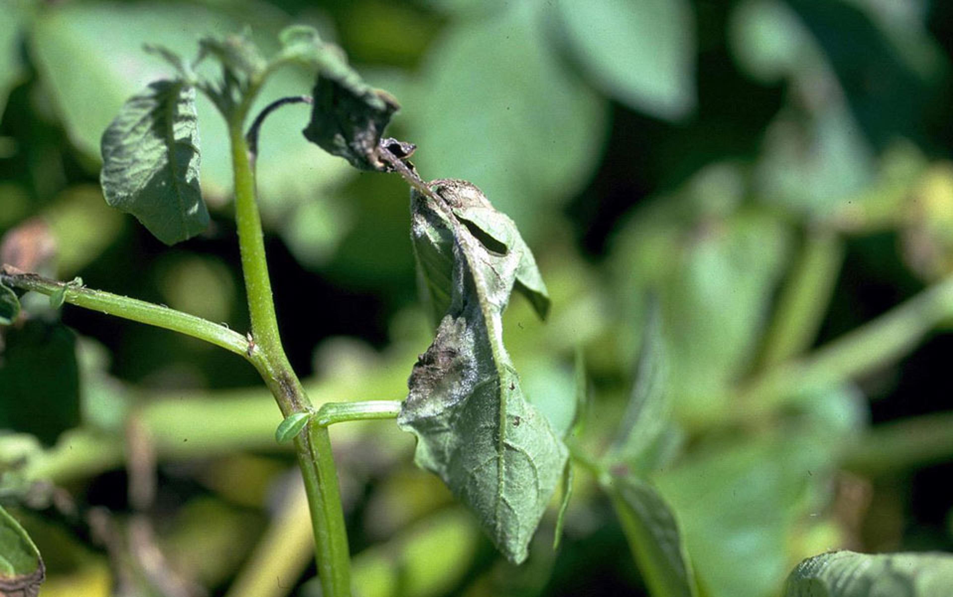 Photo of a plant with wilted, discoloured leaves indicating disease or damage, against a blurred green background.