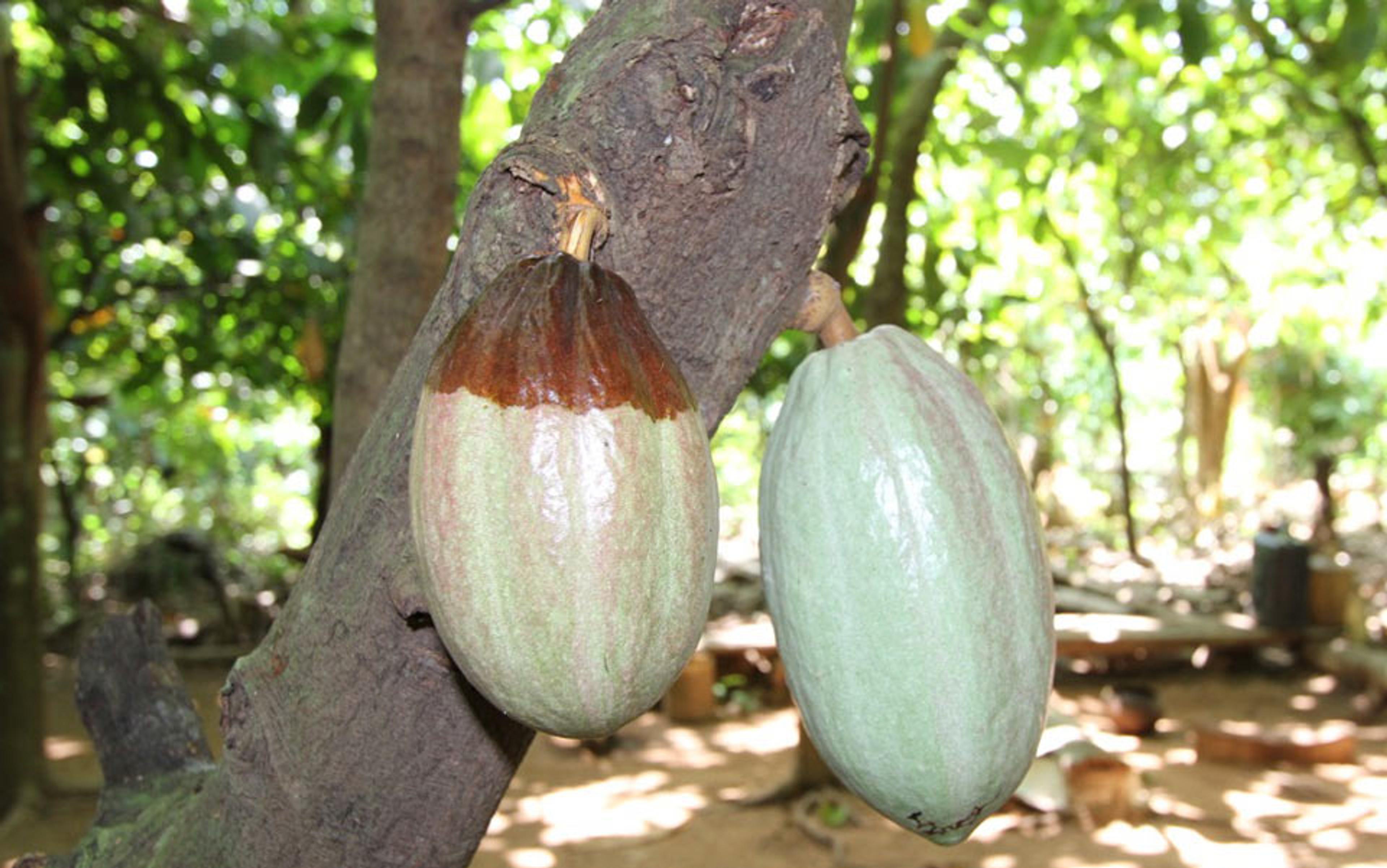 Photo of two cacao pods hanging from a tree branch in a lush green forest, with sunlight filtering through the leaves.