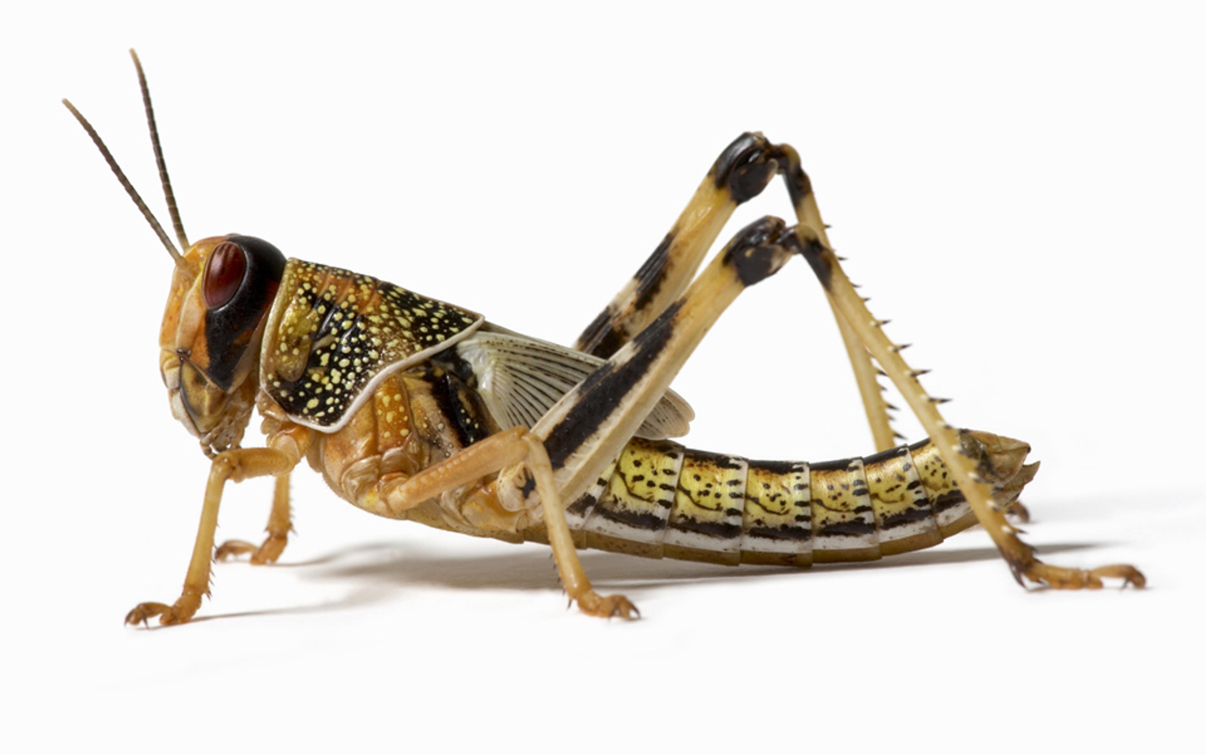 Photo of a close-up, detailed side view of a grasshopper with yellow, black and brown markings on a white background.