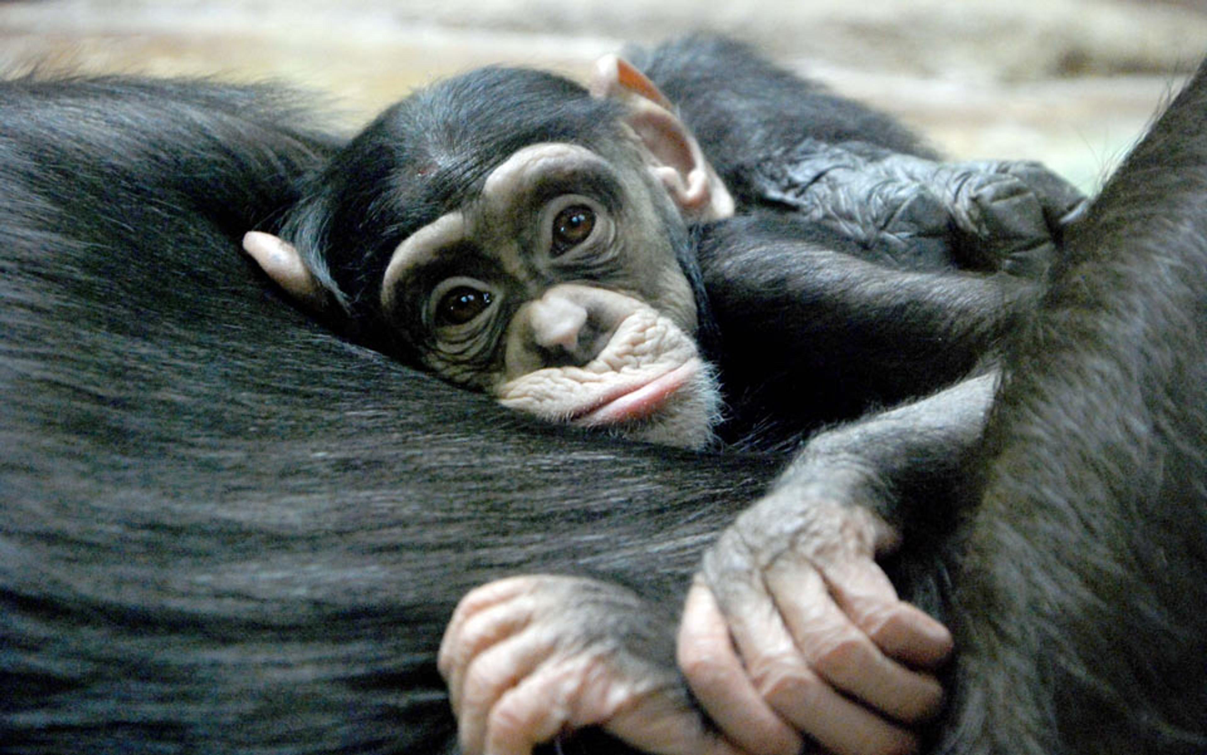 A young chimpanzee lying against its mother while staring into the camera with wide eyes and a curious expression.