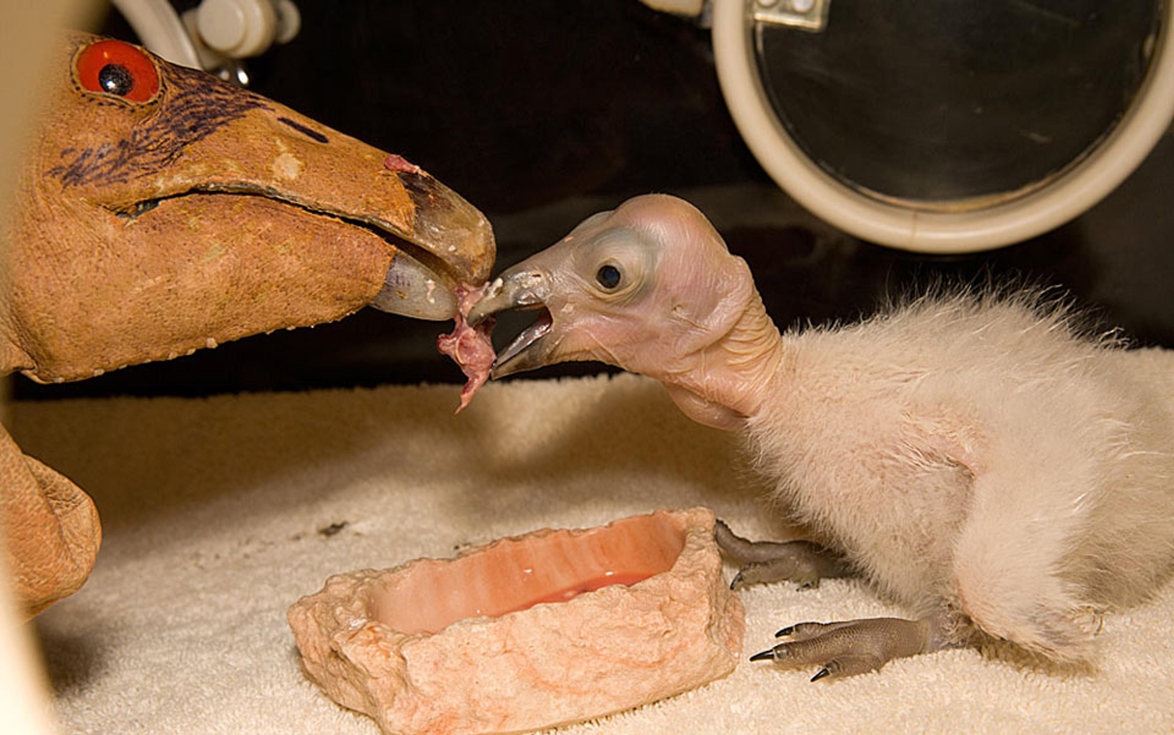 A hand puppet feeding a baby vulture with raw meat inside an incubator, with a shallow tray in front of the baby bird.