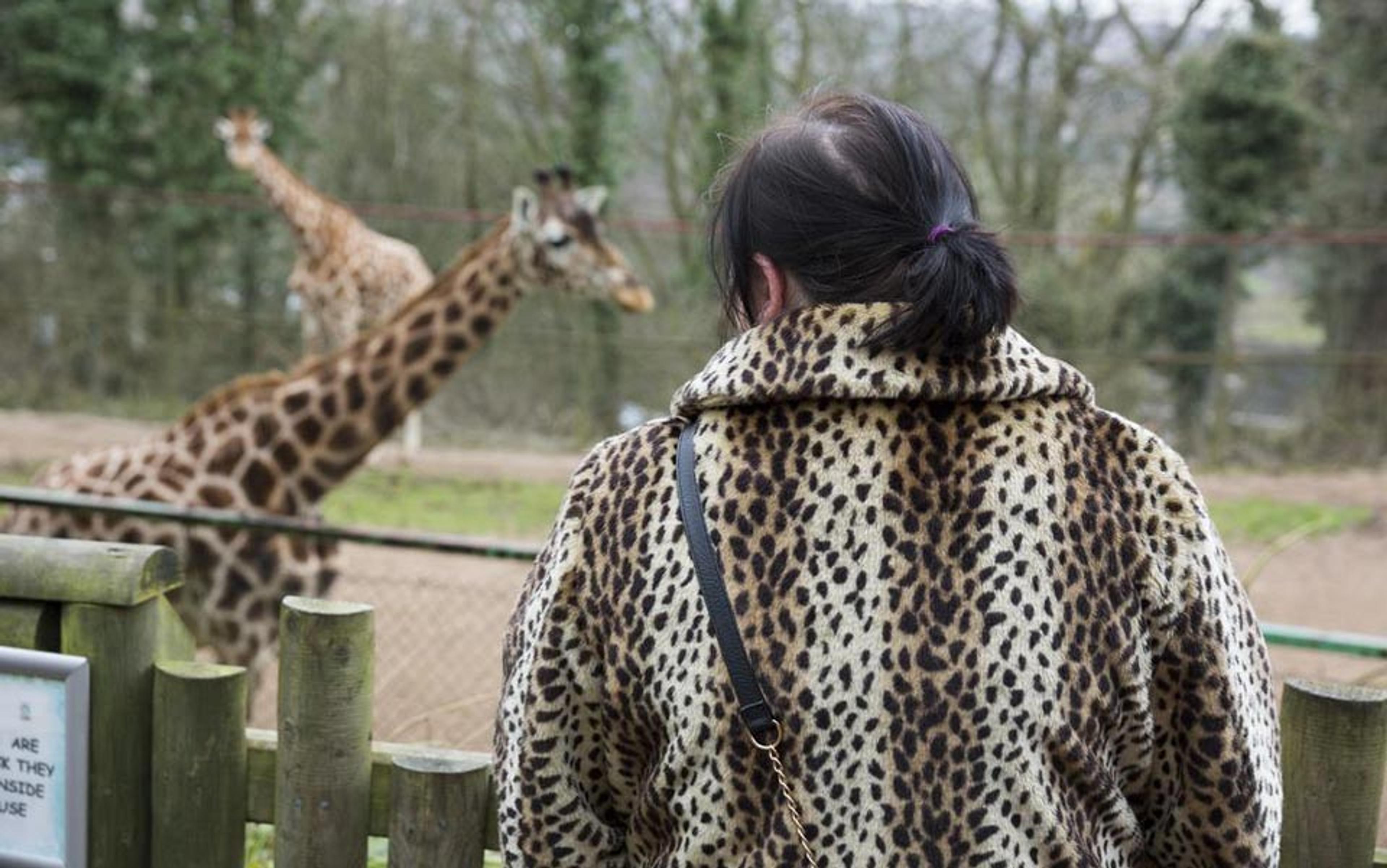 A woman in an animal print coat standing by a fence, looking at giraffes in an outdoor enclosure at a zoo.