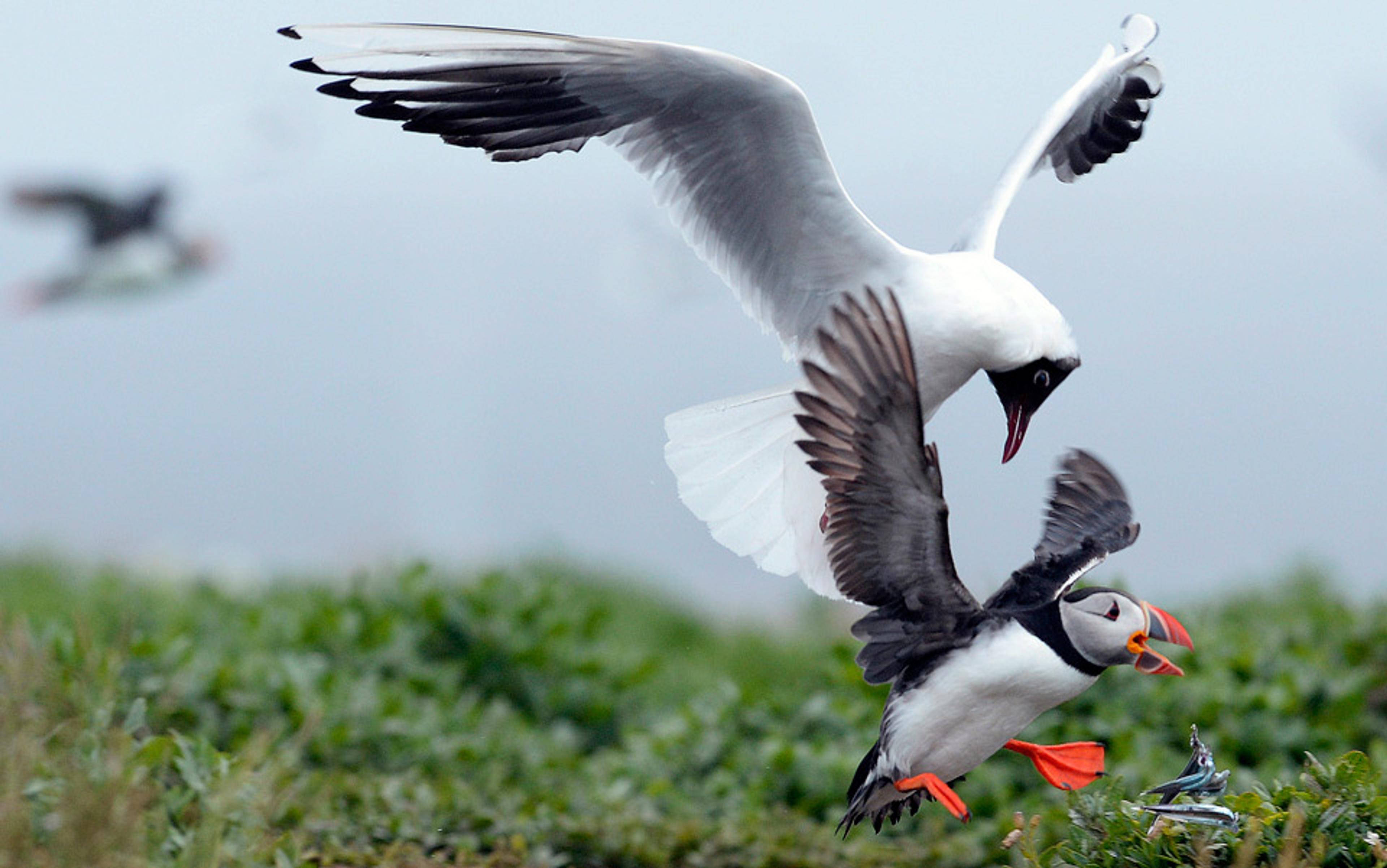 A black-headed gull attacking a puffin in flight over a grassy area with other birds and a fish in the background.