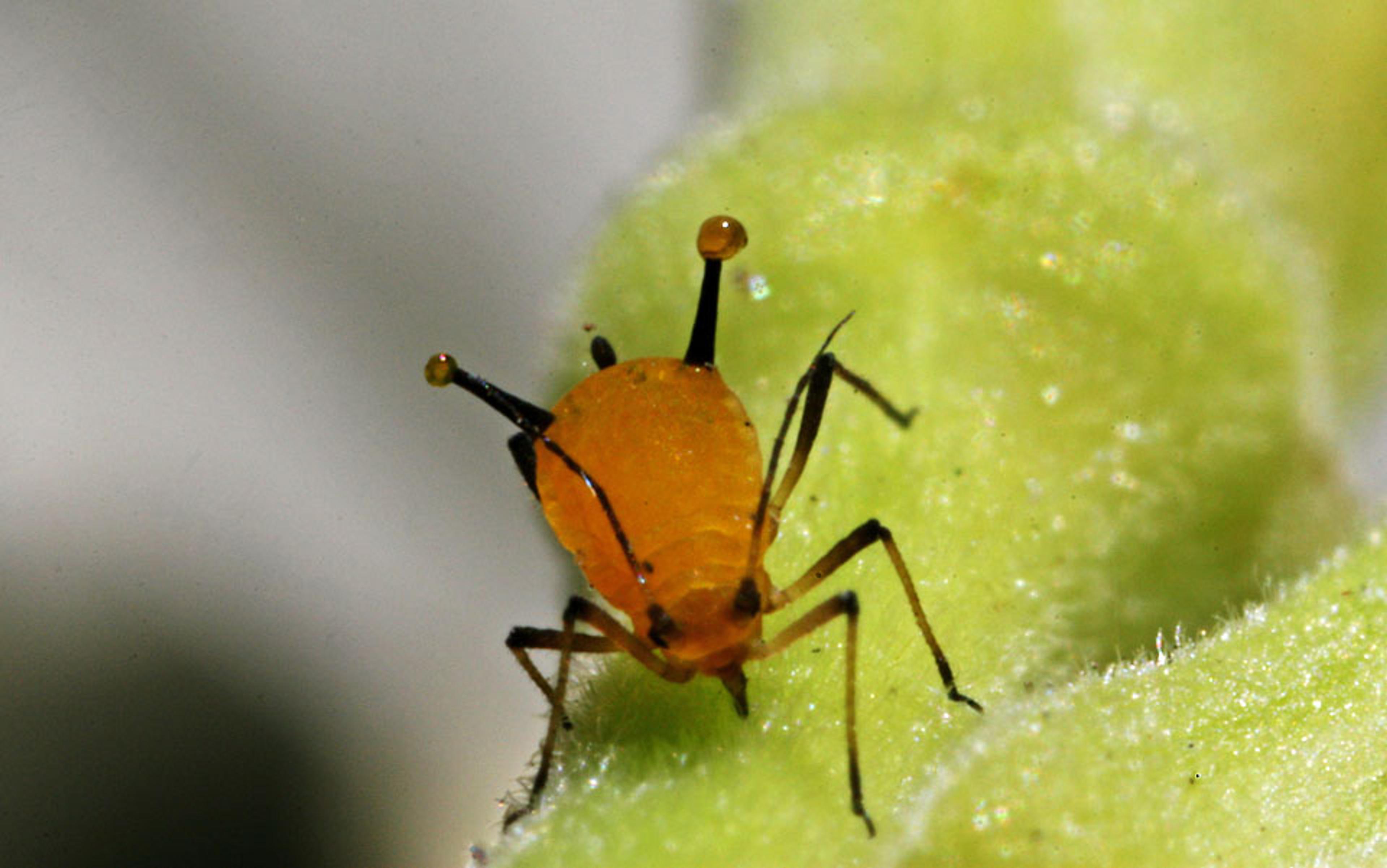 Close-up of an orange aphid on a green leaf, showing its detailed legs and antennae with blurred background.