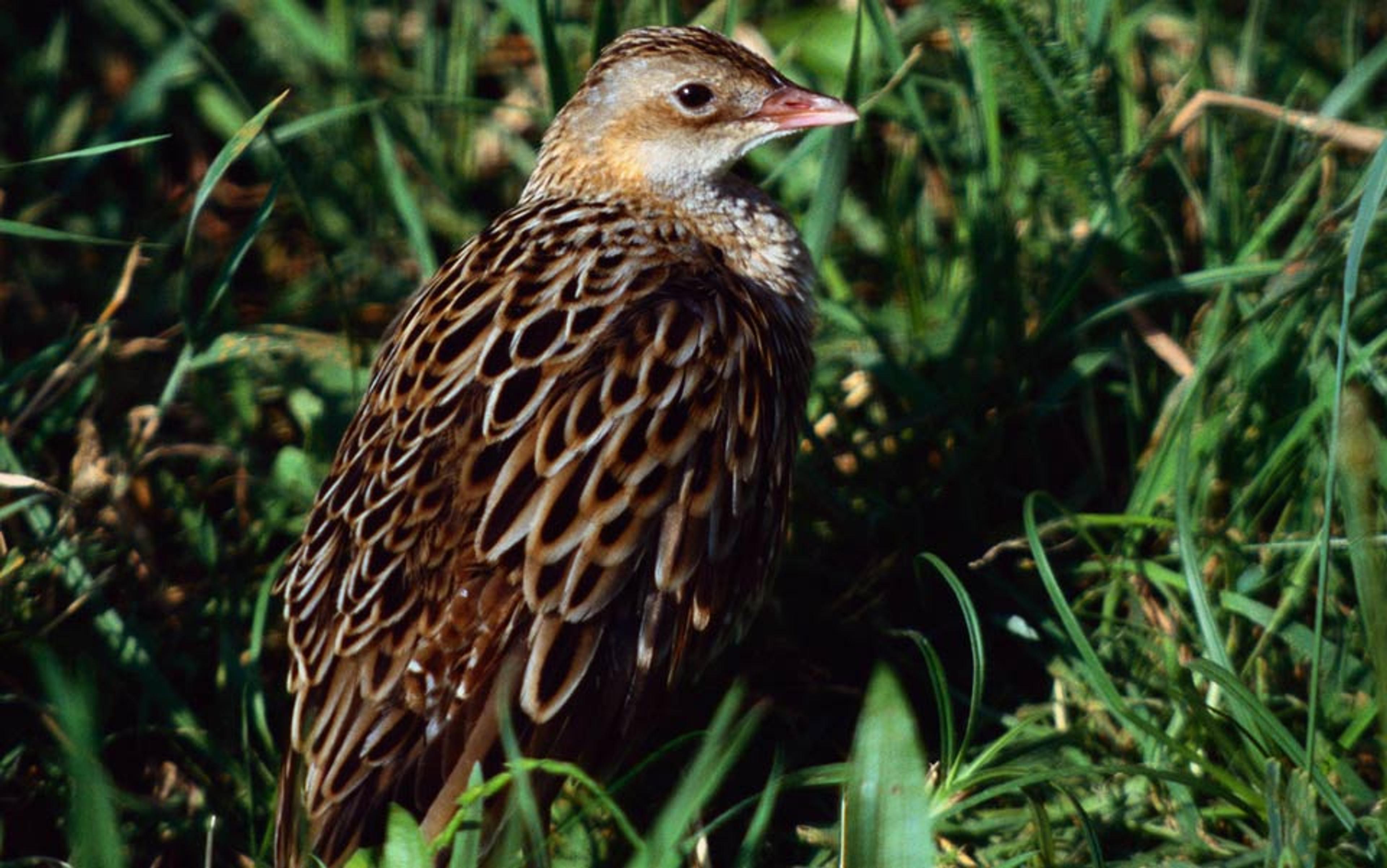 A brown bird with intricate feather patterns standing in tall green grass looking to the left.