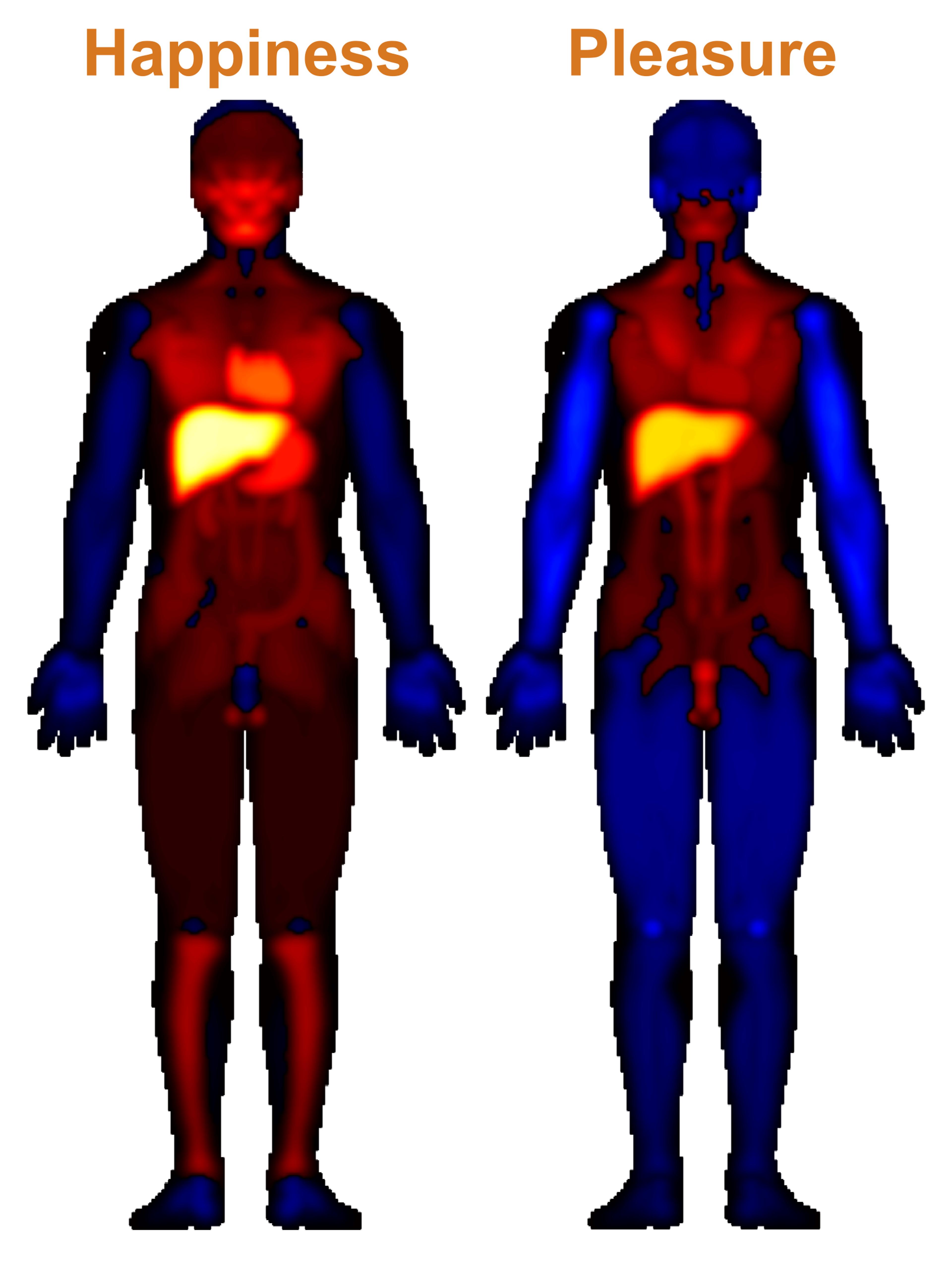 Heatmap image of two human figures with text labels: “Happiness” and “Pleasure”. Highlighted body areas vary in colour intensity.