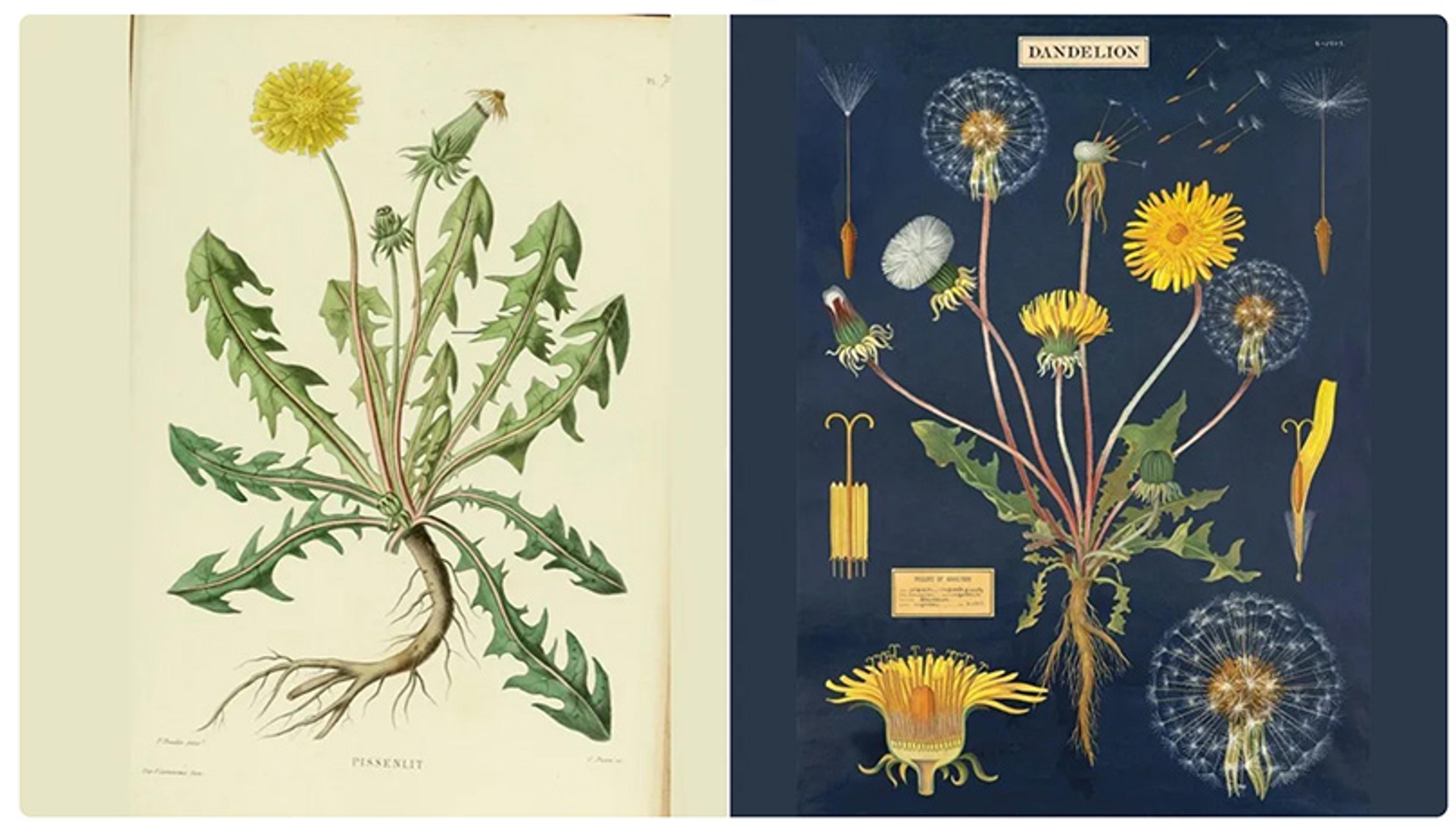 Two illustrations of a dandelion showing its parts and stages of growth, including flowers and roots. The illustration on the left is on a light background; the illustration on the right is on a dark background.