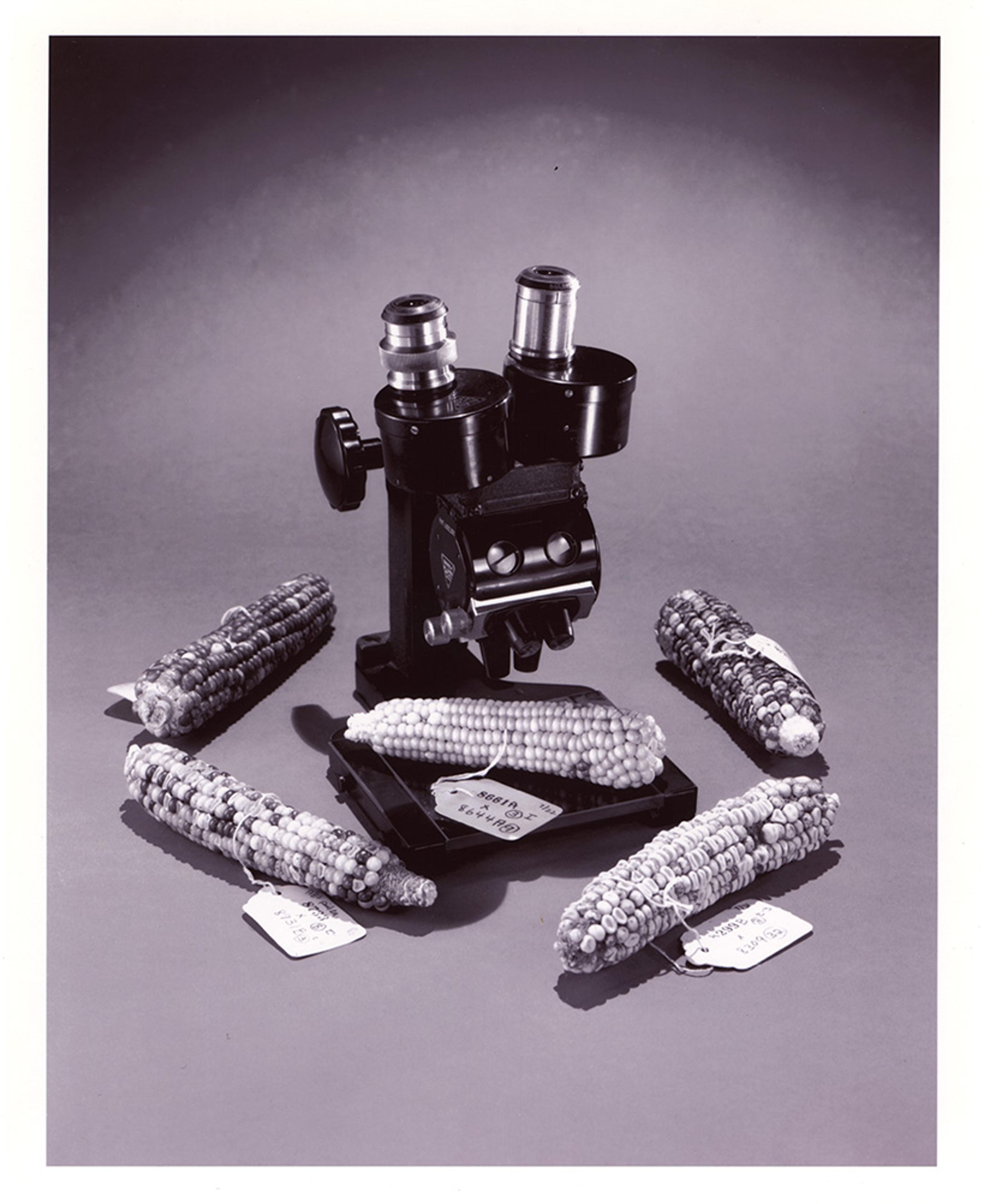 Staged black-and-white photo of a microscope surrounded by several maize ears with labels attached.