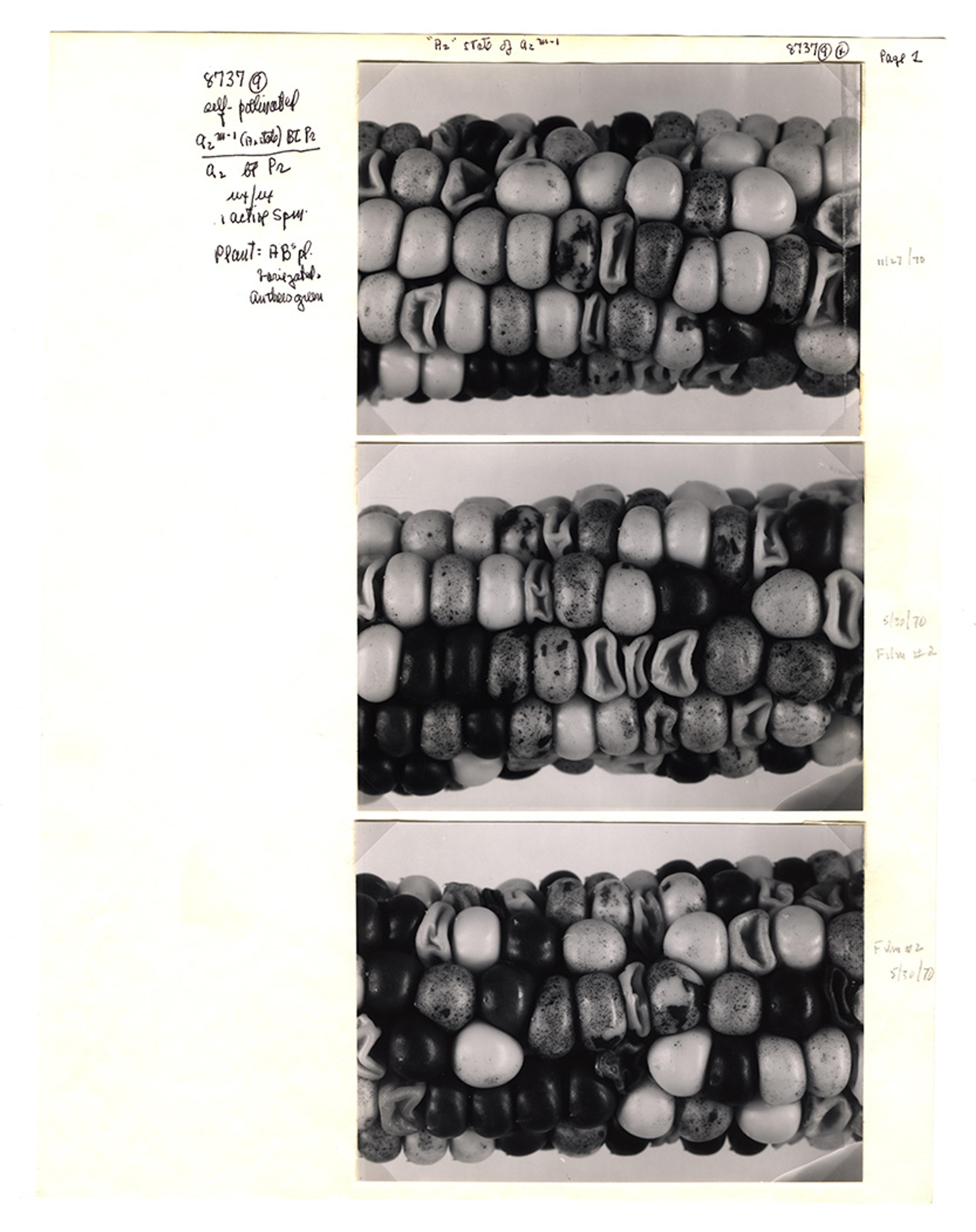 Three black-and-white photos depicting close-ups of maize ears with diverse kernels, affixed to paper annotated with handwritten notes.