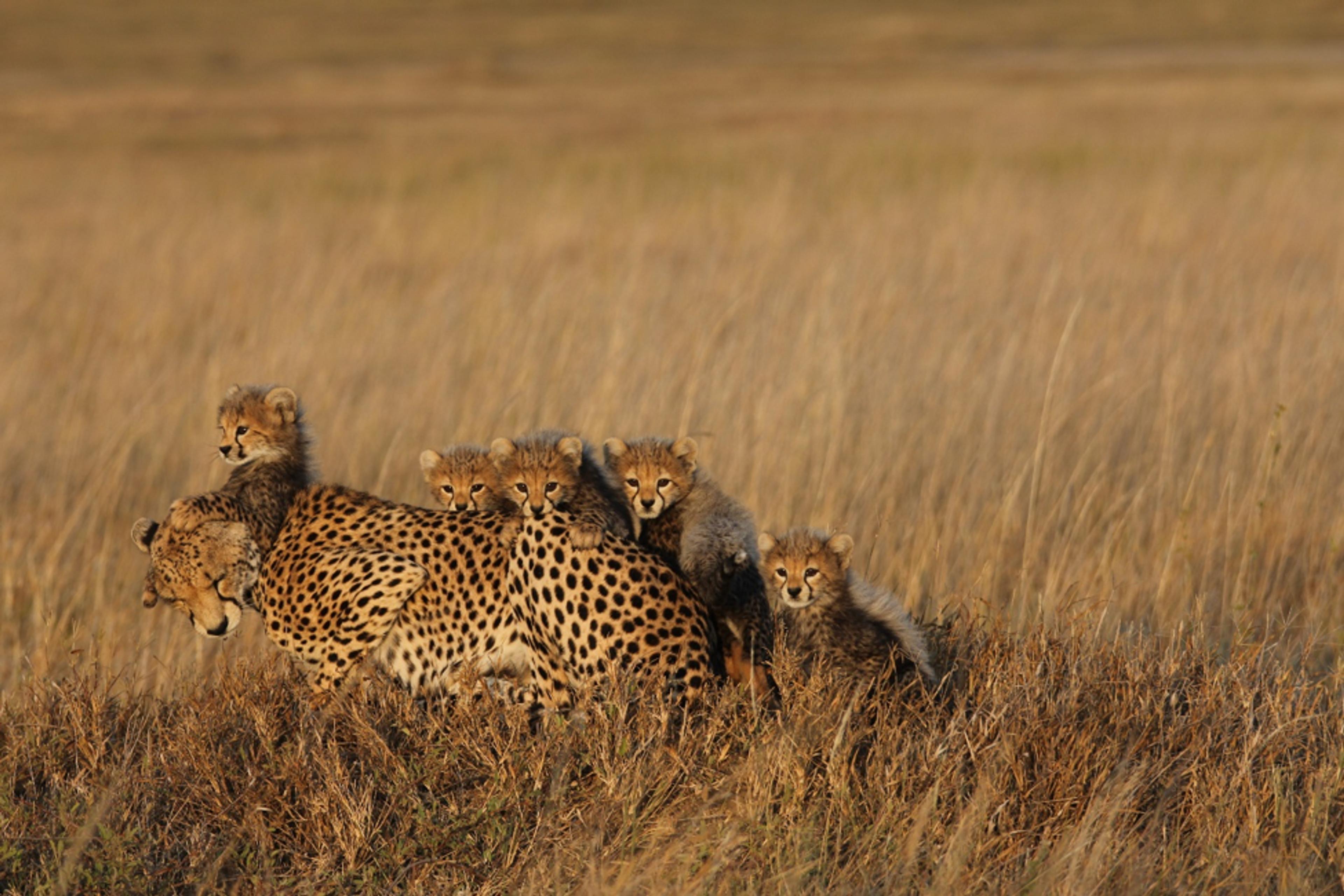Asti with her cubs