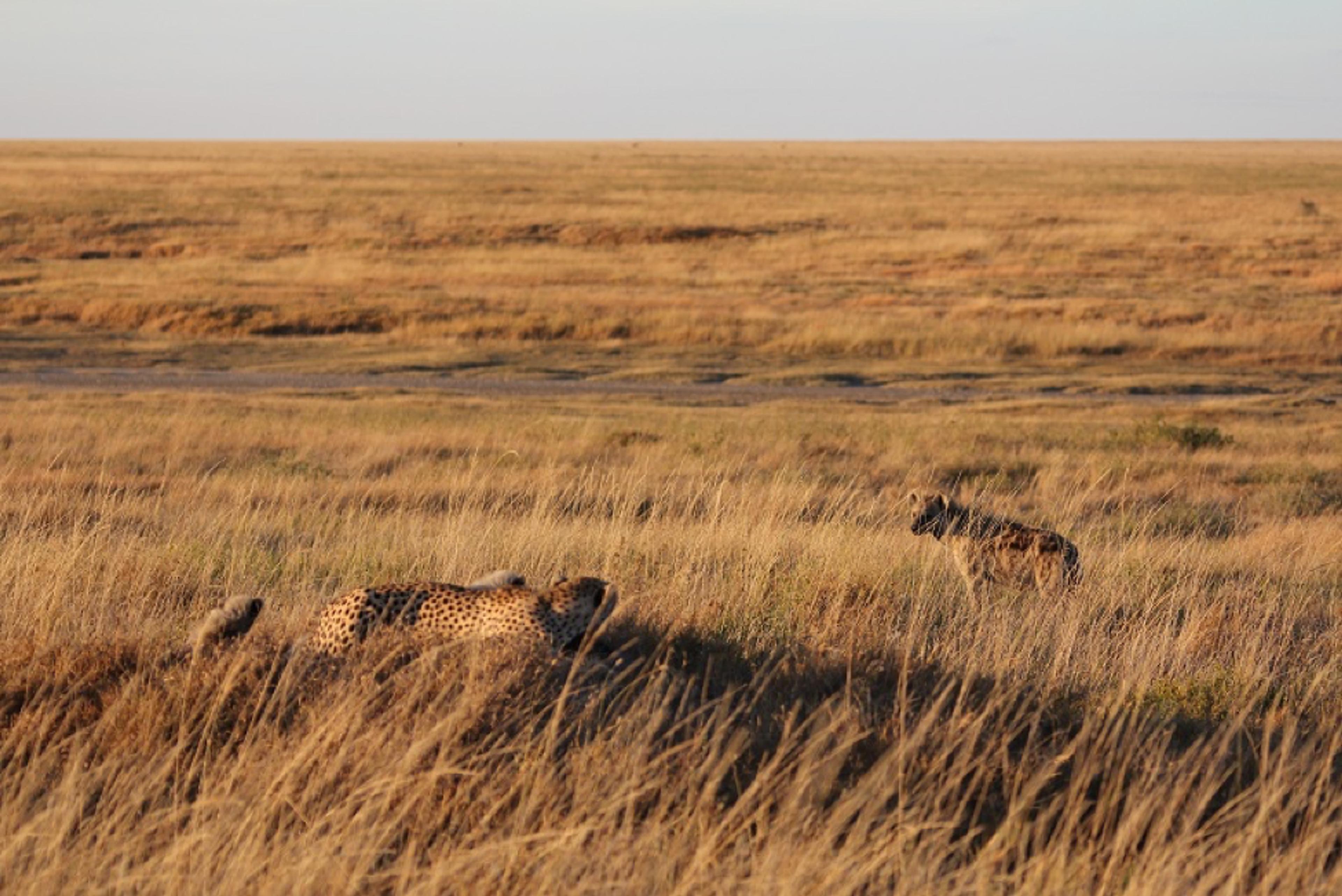 Asti sees off the hyena.