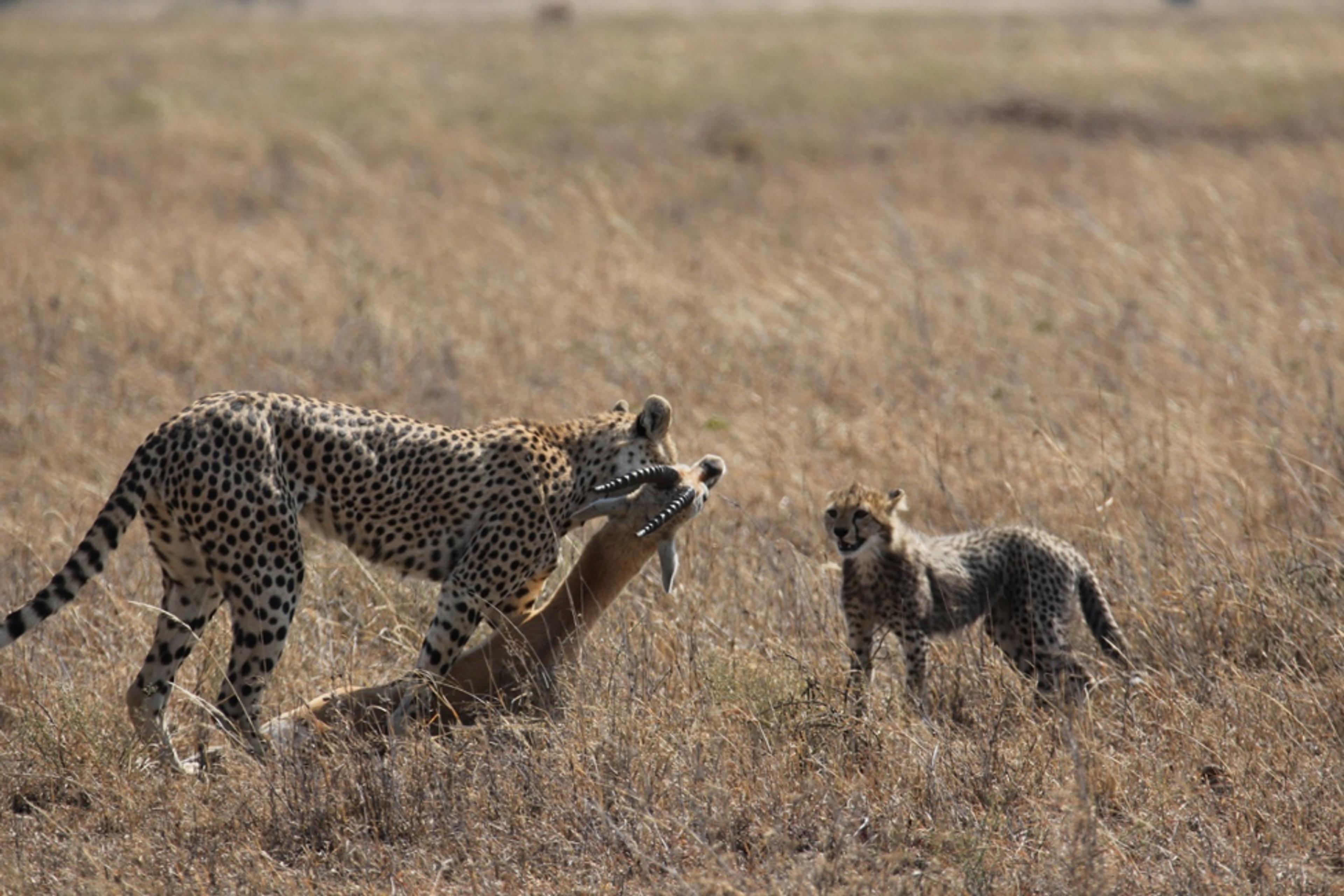 Asti with her surviving cub.