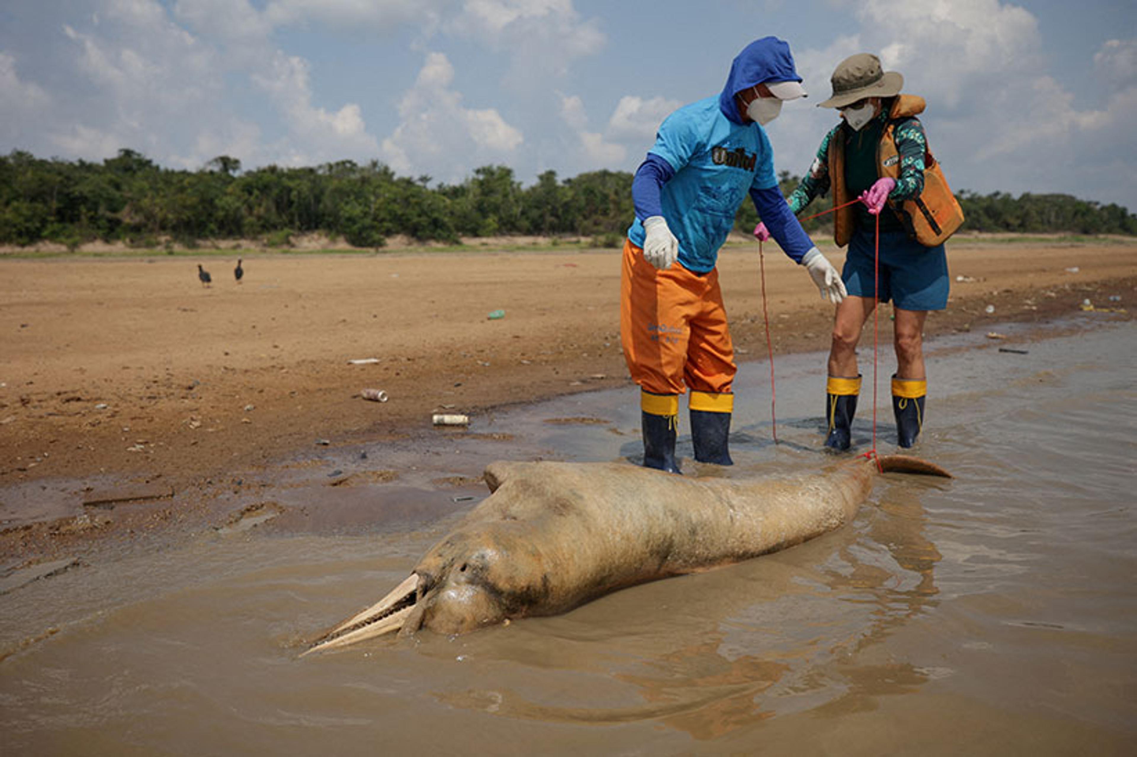 Two people examine a dead pink river dolphin on a sandy shore while wearing protective gear.