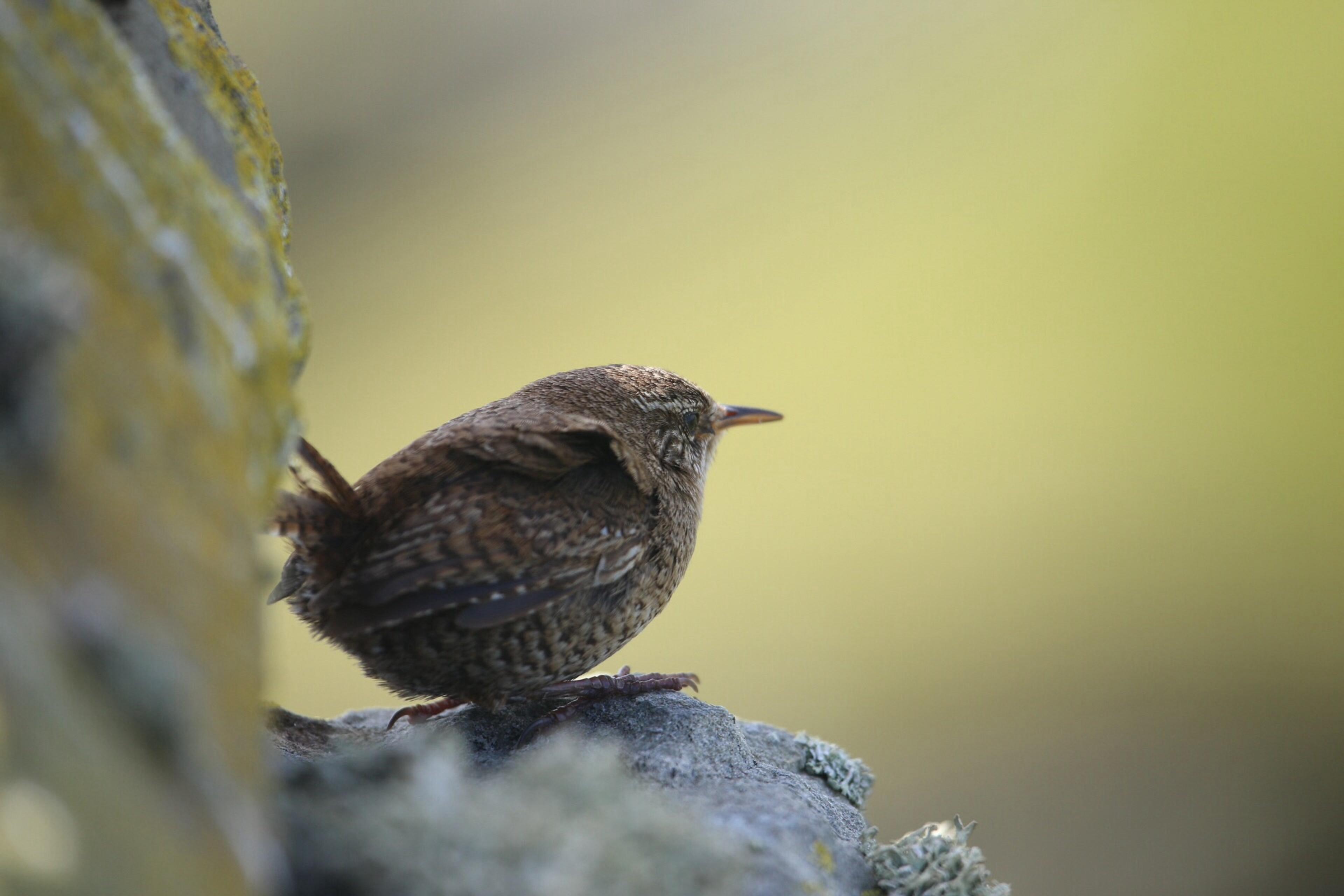 A small brown bird on a rock with a blurred yellow-green background.