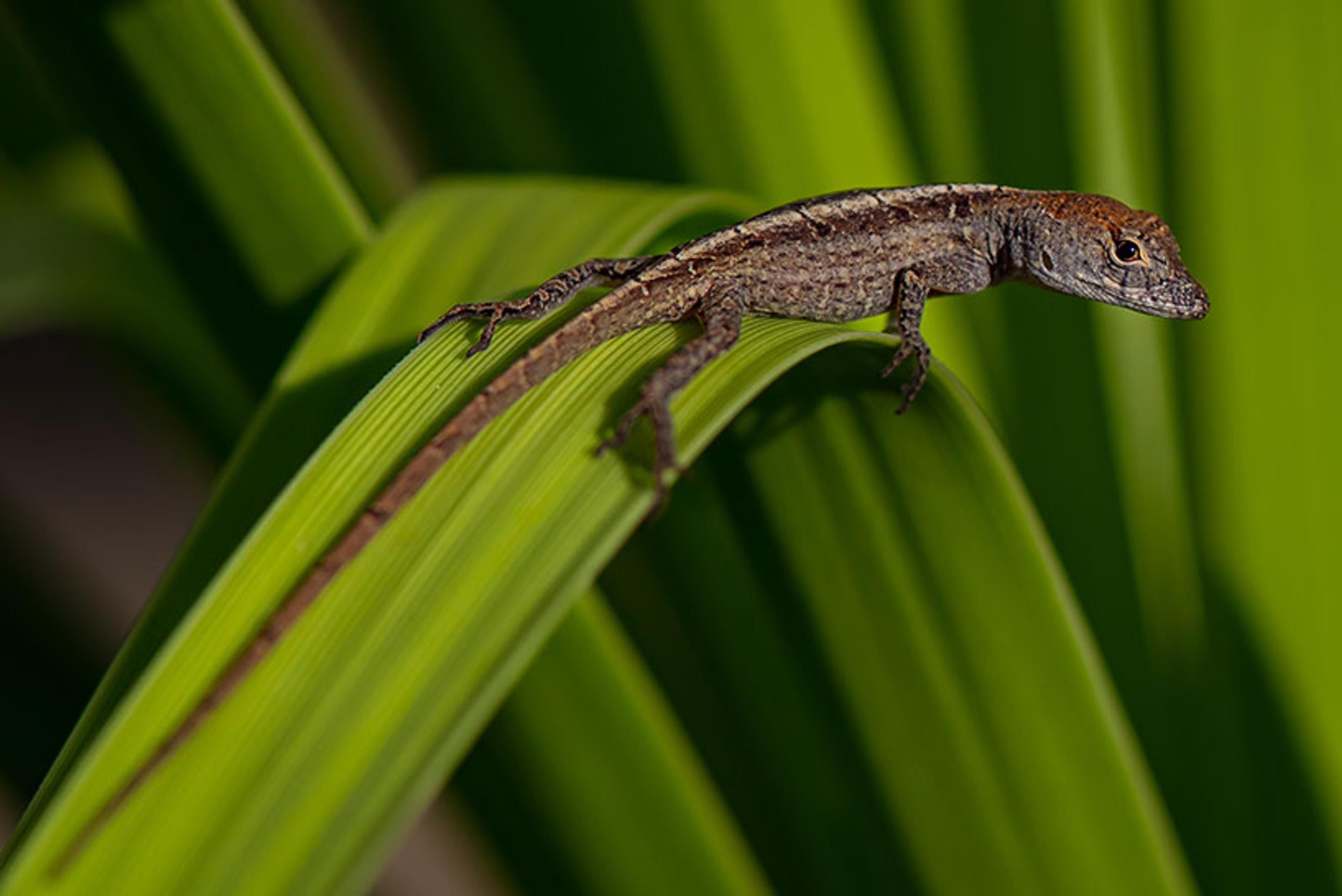 A brown lizard on a green leaf against a blurred background.