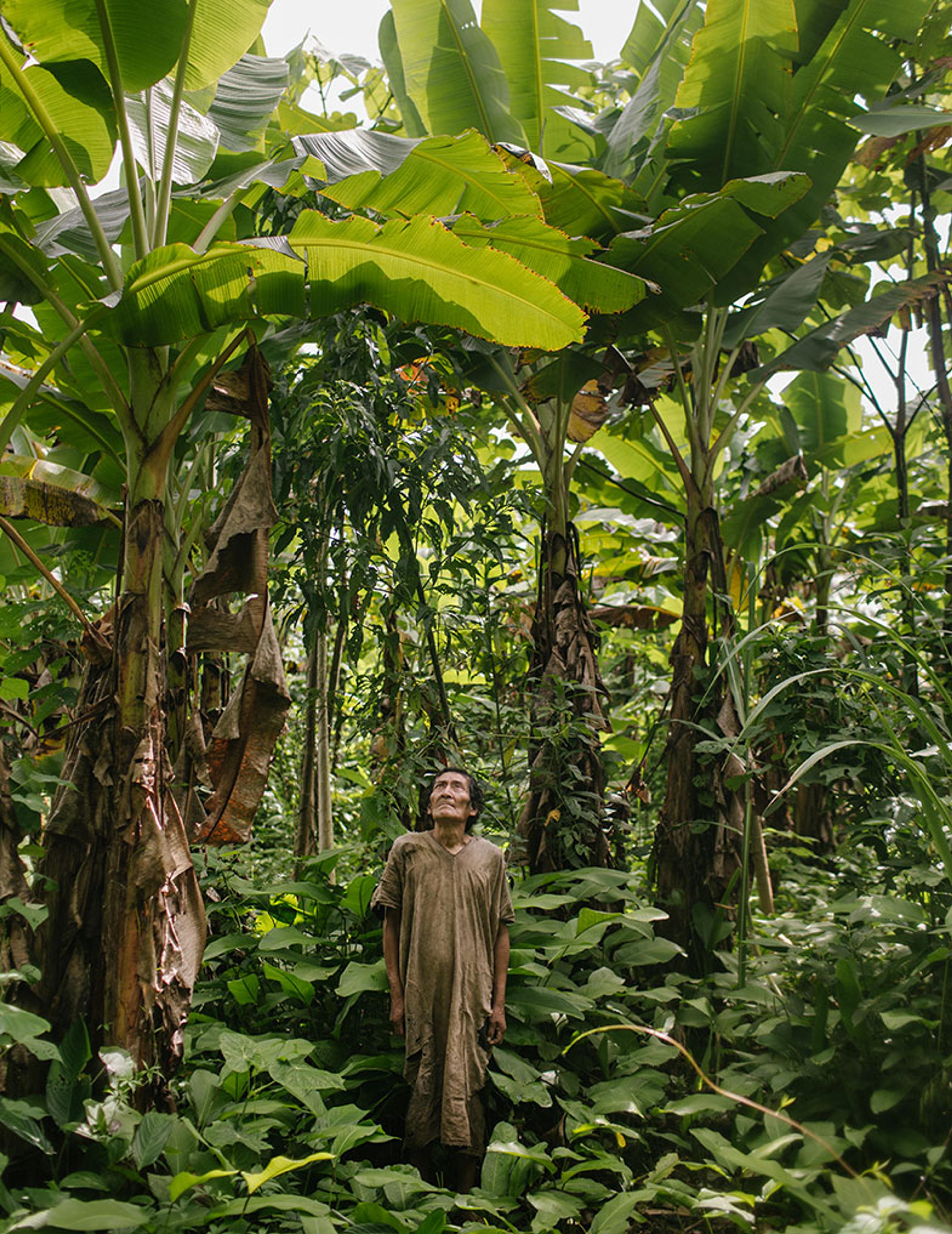 Foto de uma pessoa em uma selva densa olhando para altas bananeiras verdes e diversas plantas exuberantes.