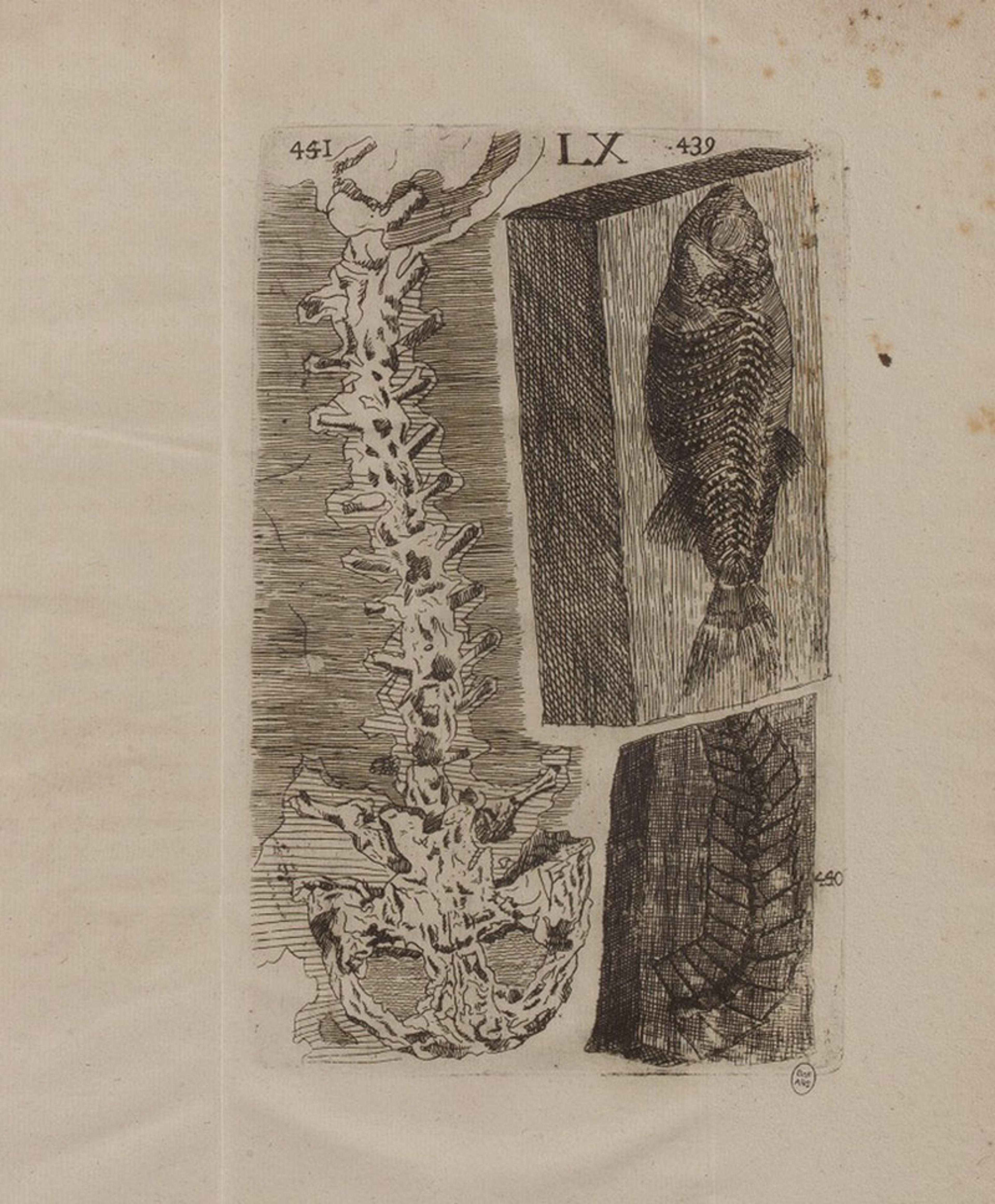 Etching of a spine and fish in sections with anatomical detail on aged paper.