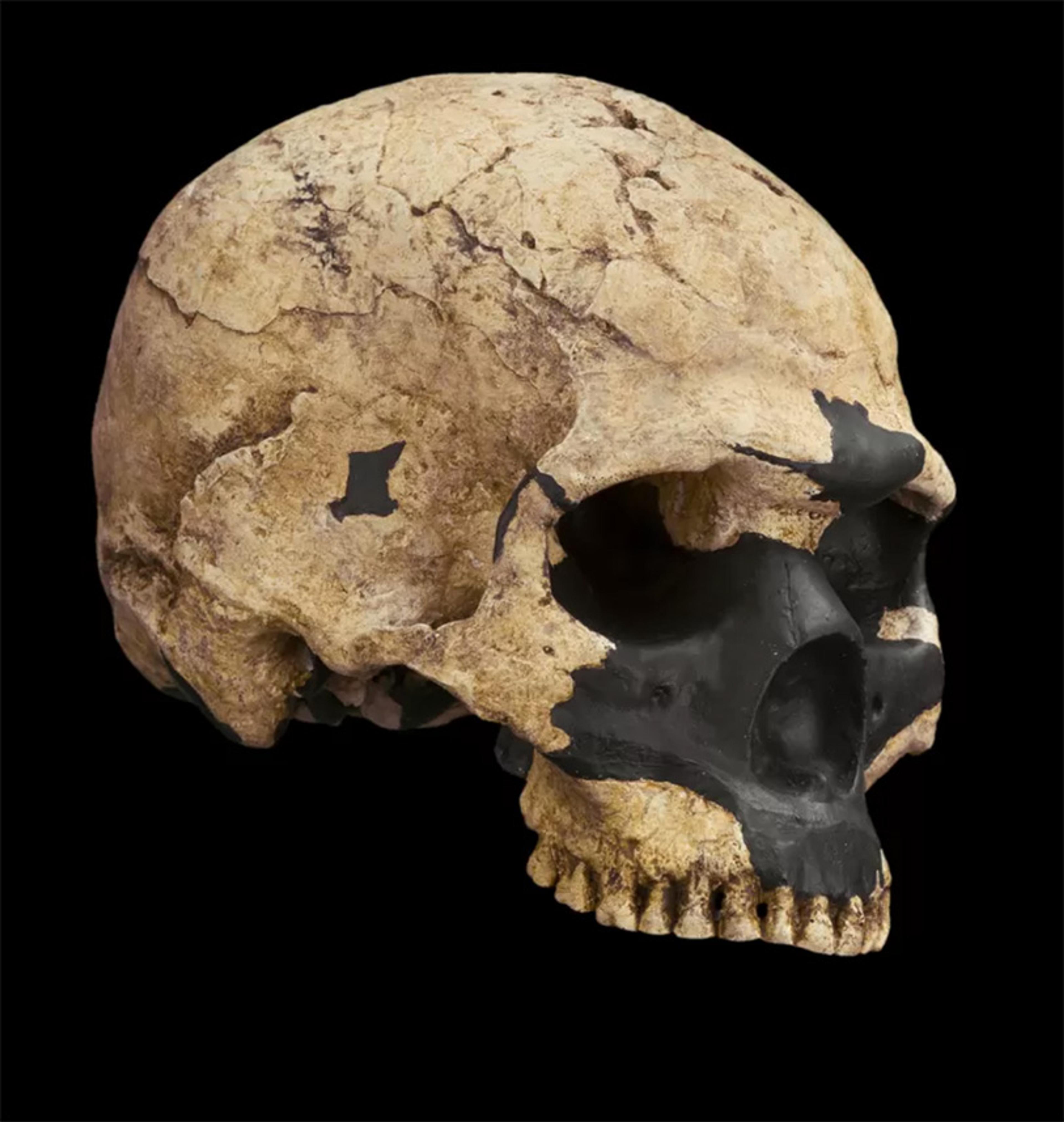 An ancient human skull on a black background showing bone structure with dark and light patches.