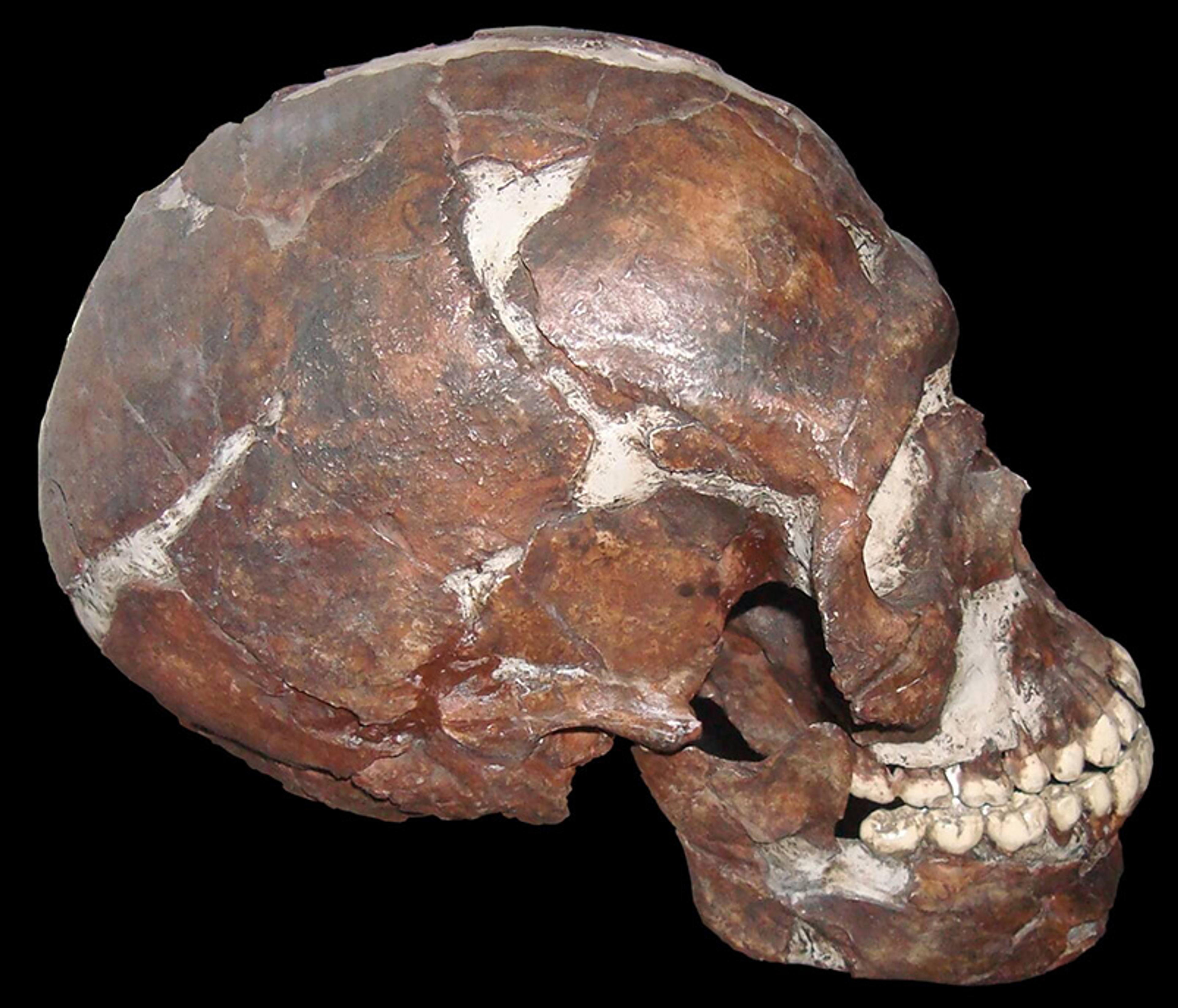 A fossilised human skull in a side profile on a black background showing visible fractures and wear.