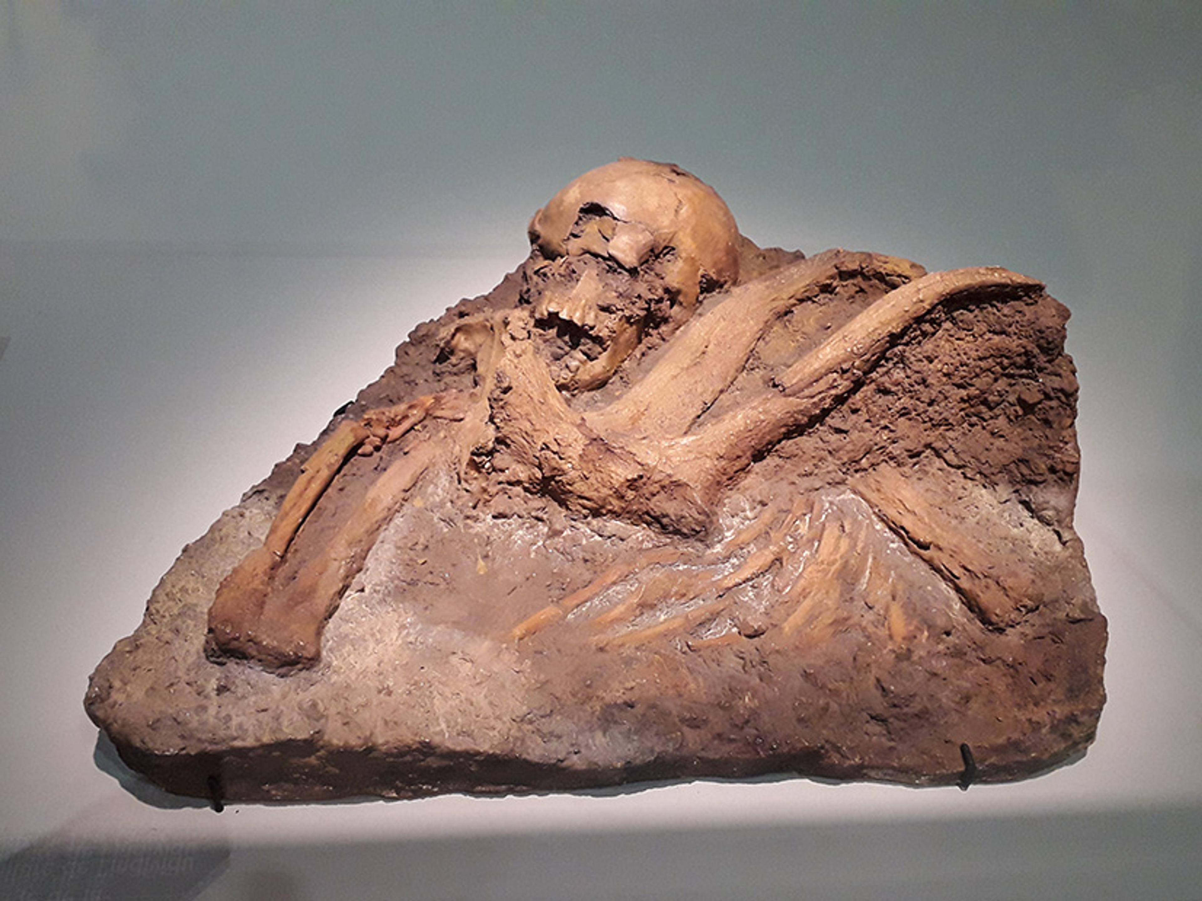 A partially excavated ancient skeleton embedded in a block of soil displayed in a museum setting.