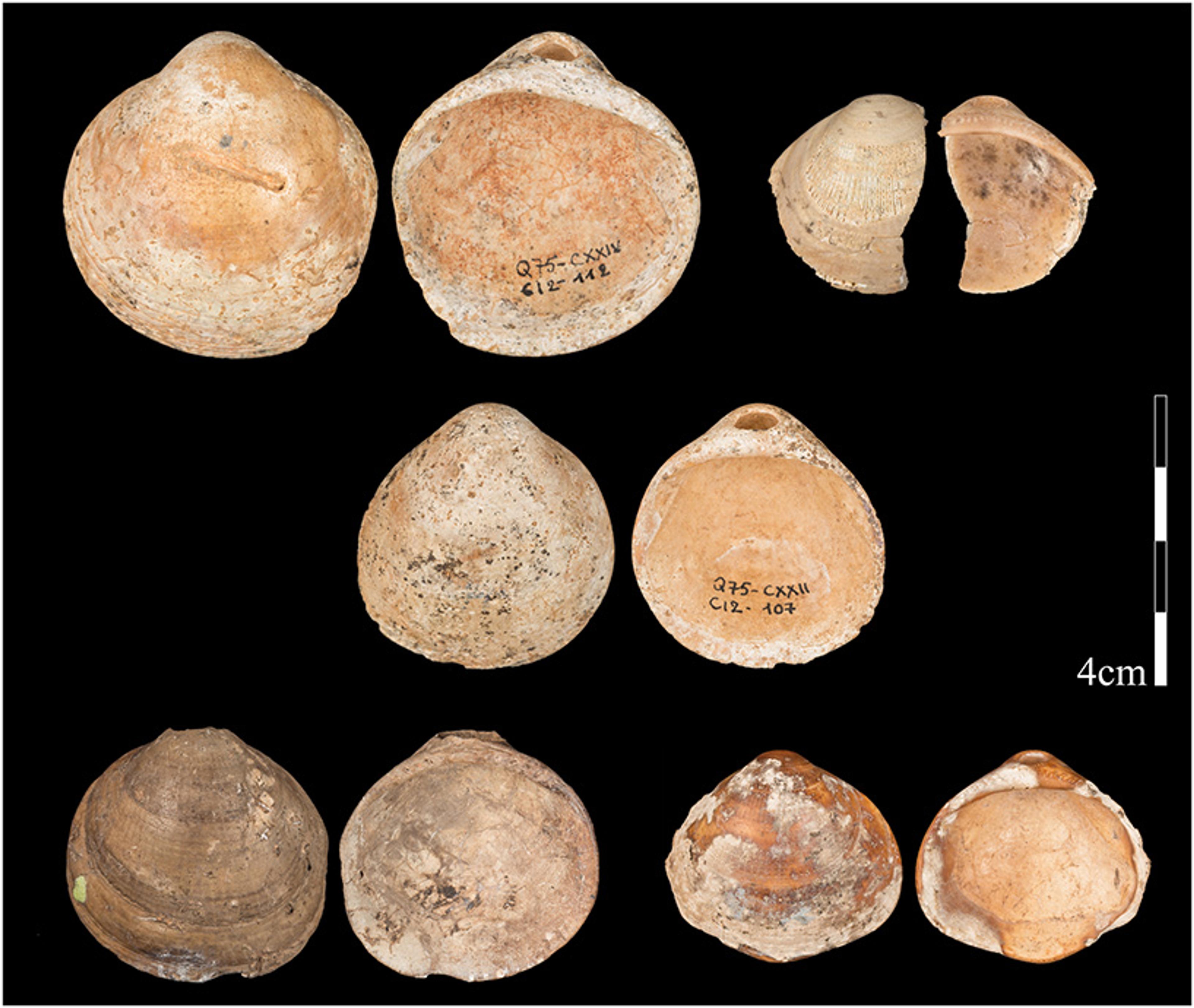 Various ancient shell artefacts on a black background with a scale marker indicating 4cm.