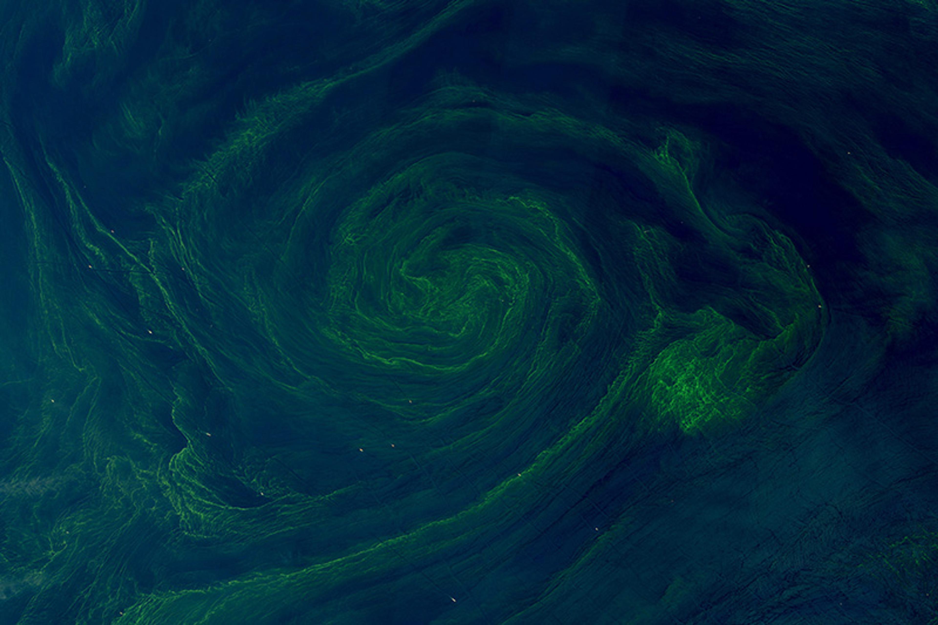 A swirling green algae bloom in dark blue water seen from above.