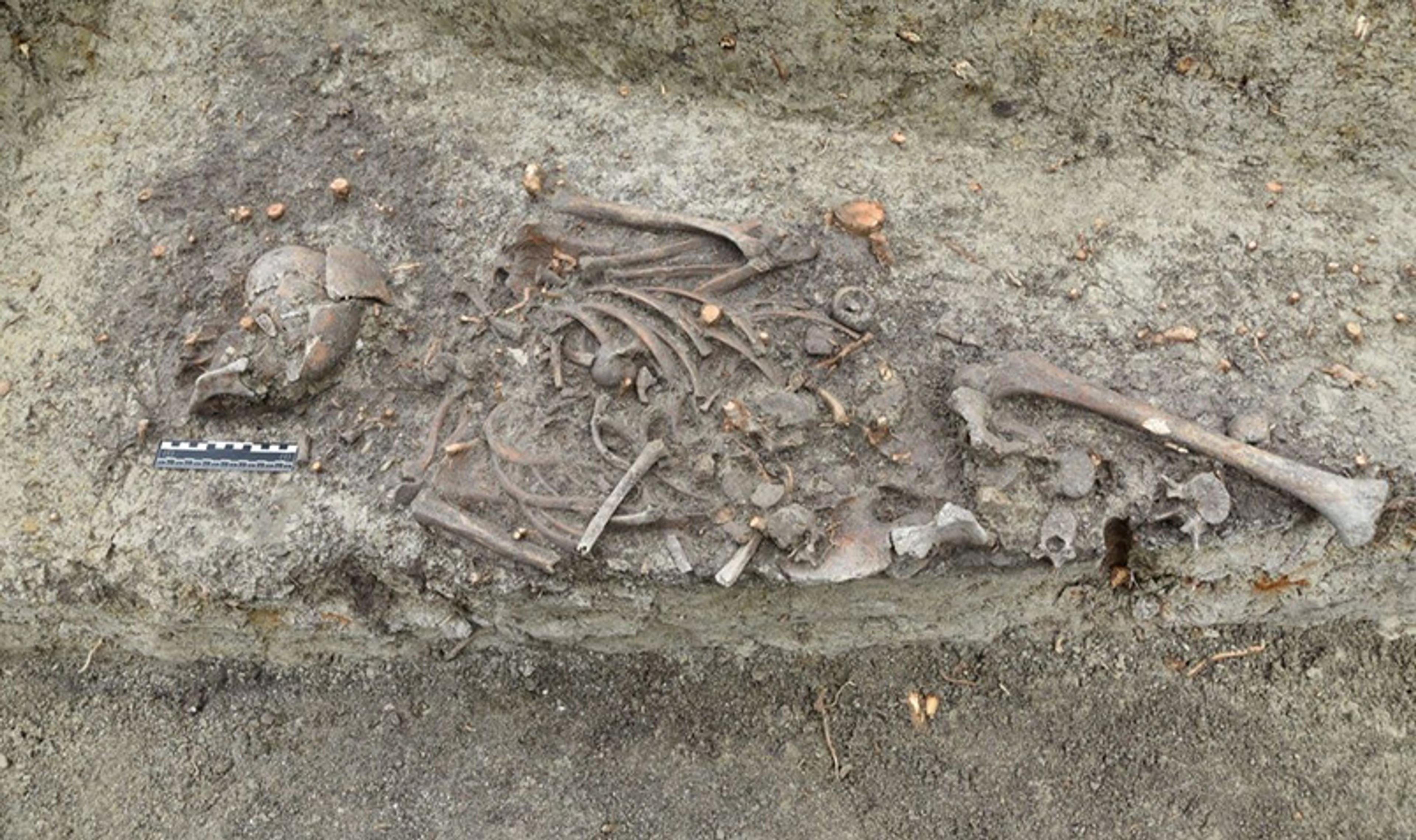 Excavated human skeleton partially unearthed in dirt with a measuring scale on the left side.