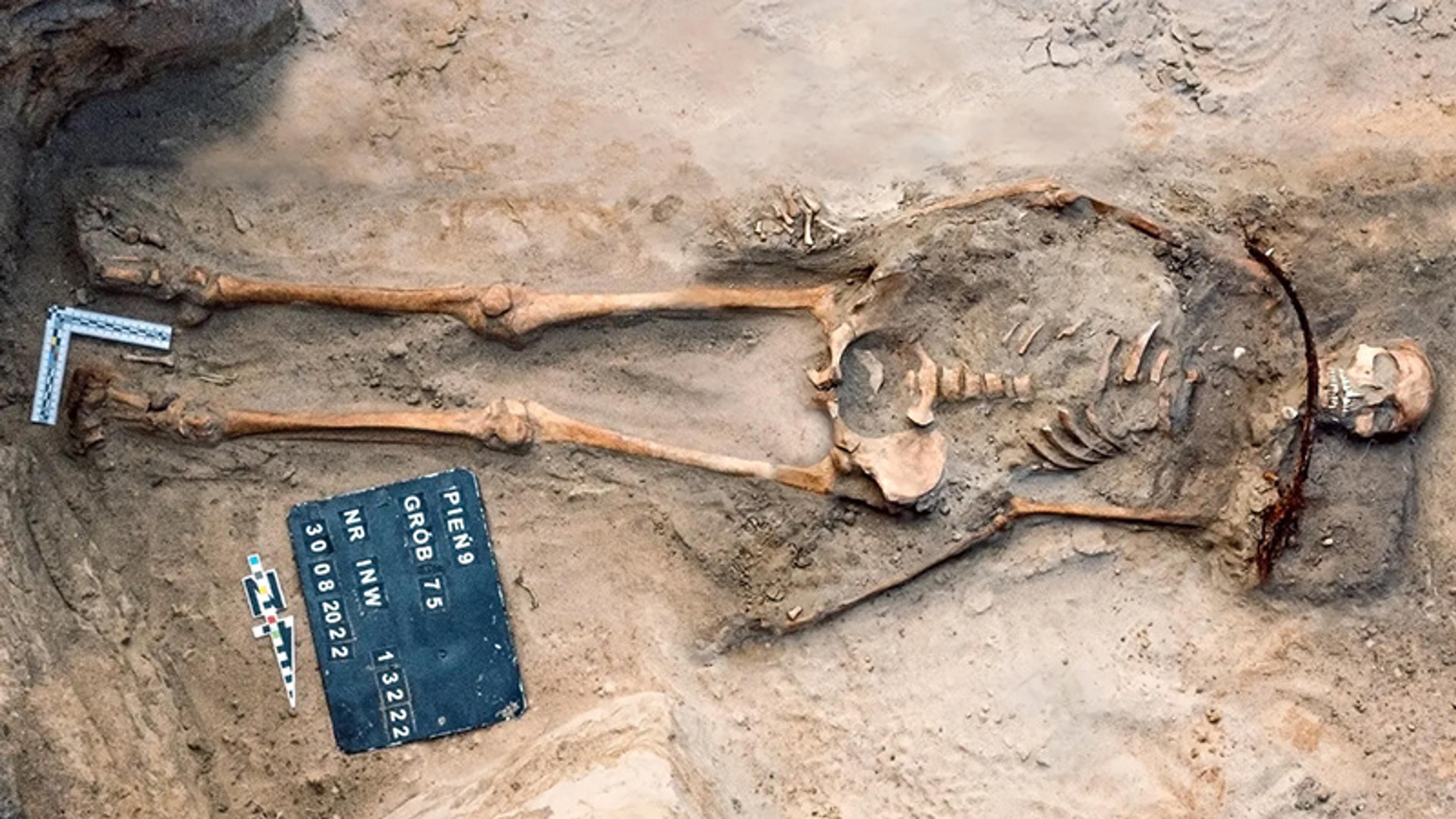 An excavated human skeleton lying in a grave site with measuring tools and a dated identification board.