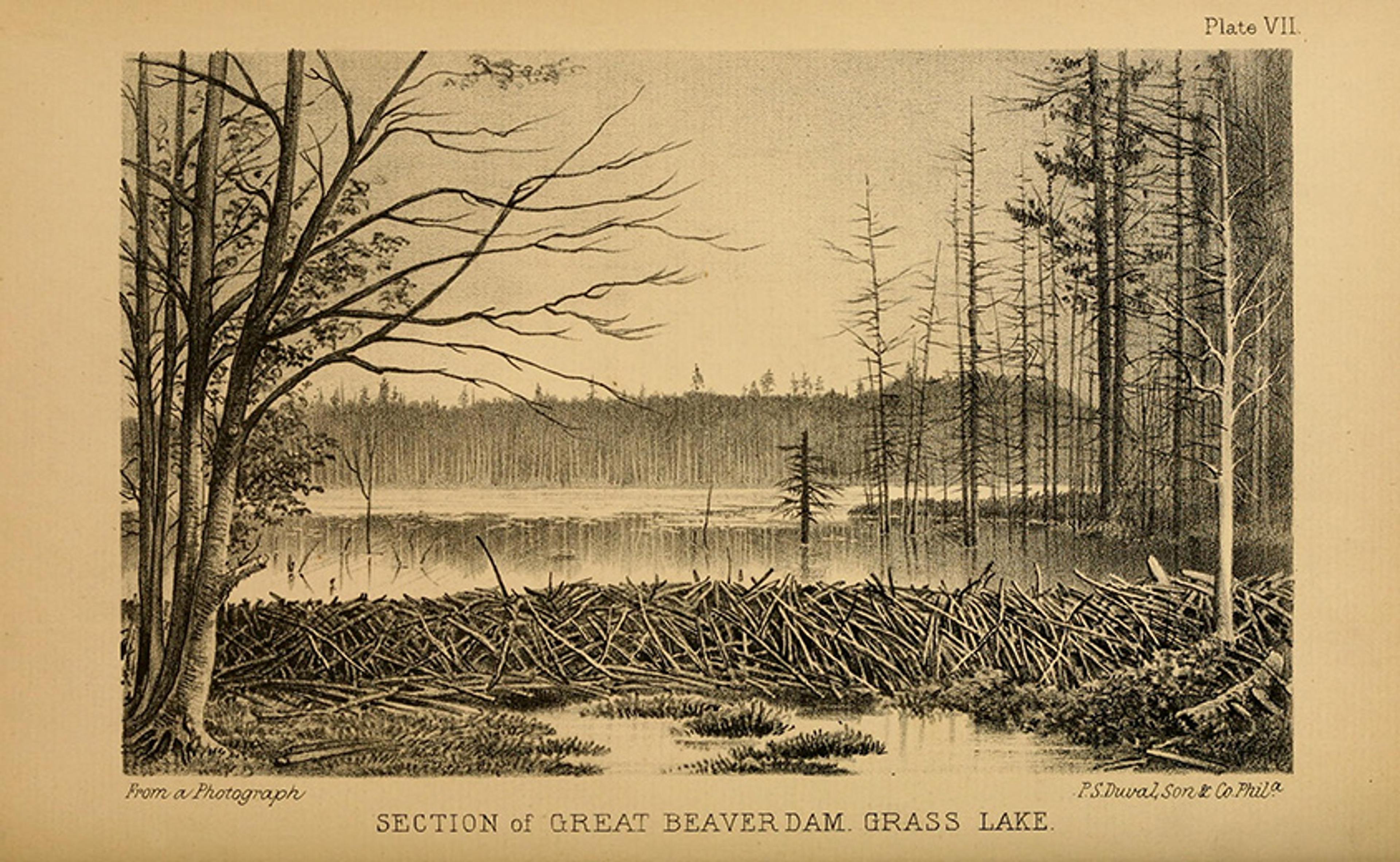 Engraving of a beaver dam in front of a lake surrounded by trees labelled “Section of Great Beaver Dam, Grass Lake.”